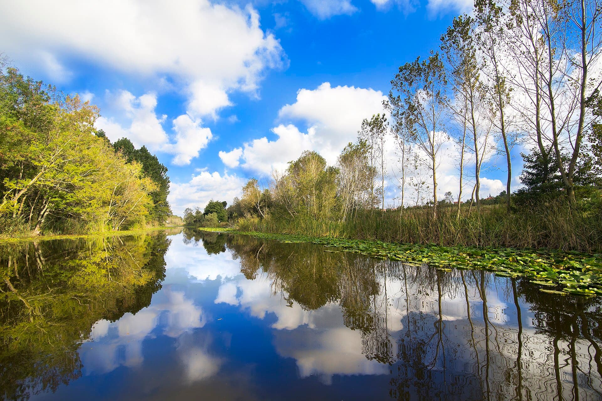 Acarlar Floodplain Forest, Sapanca