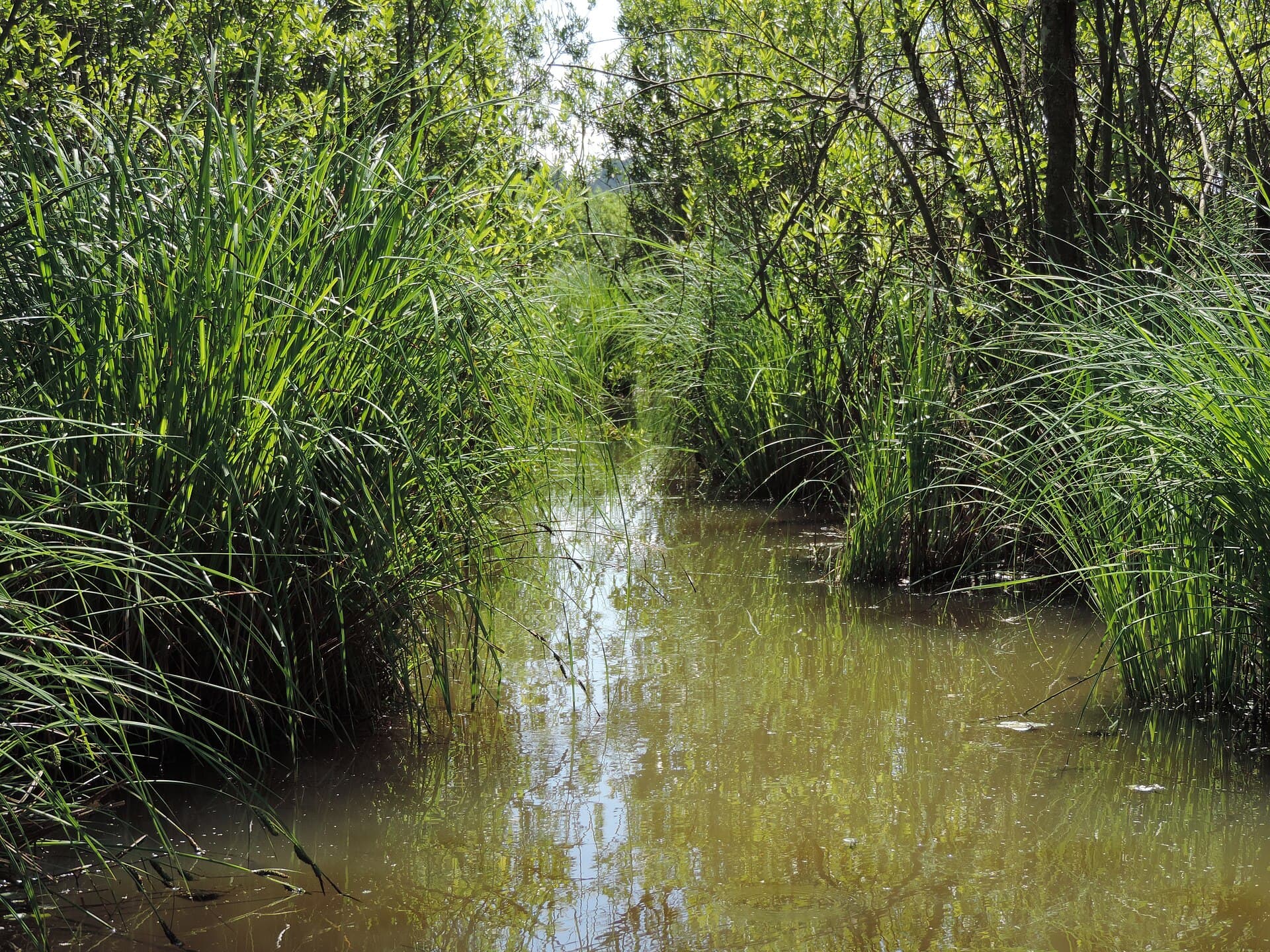 Acarlar Floodplain Forest, Sapanca