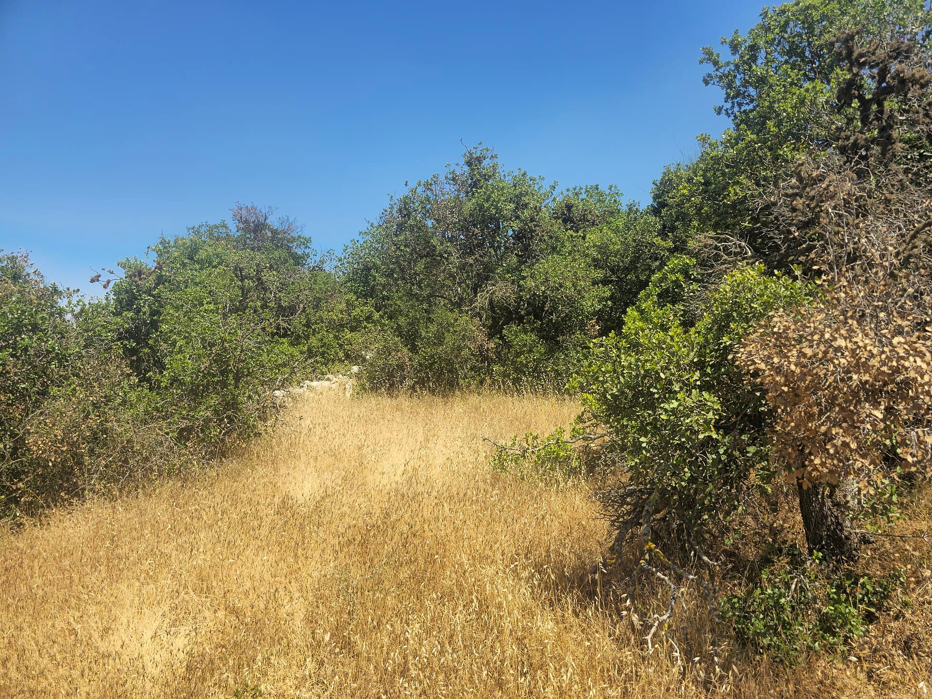 Ajloun Forest Reserve, Ajloun