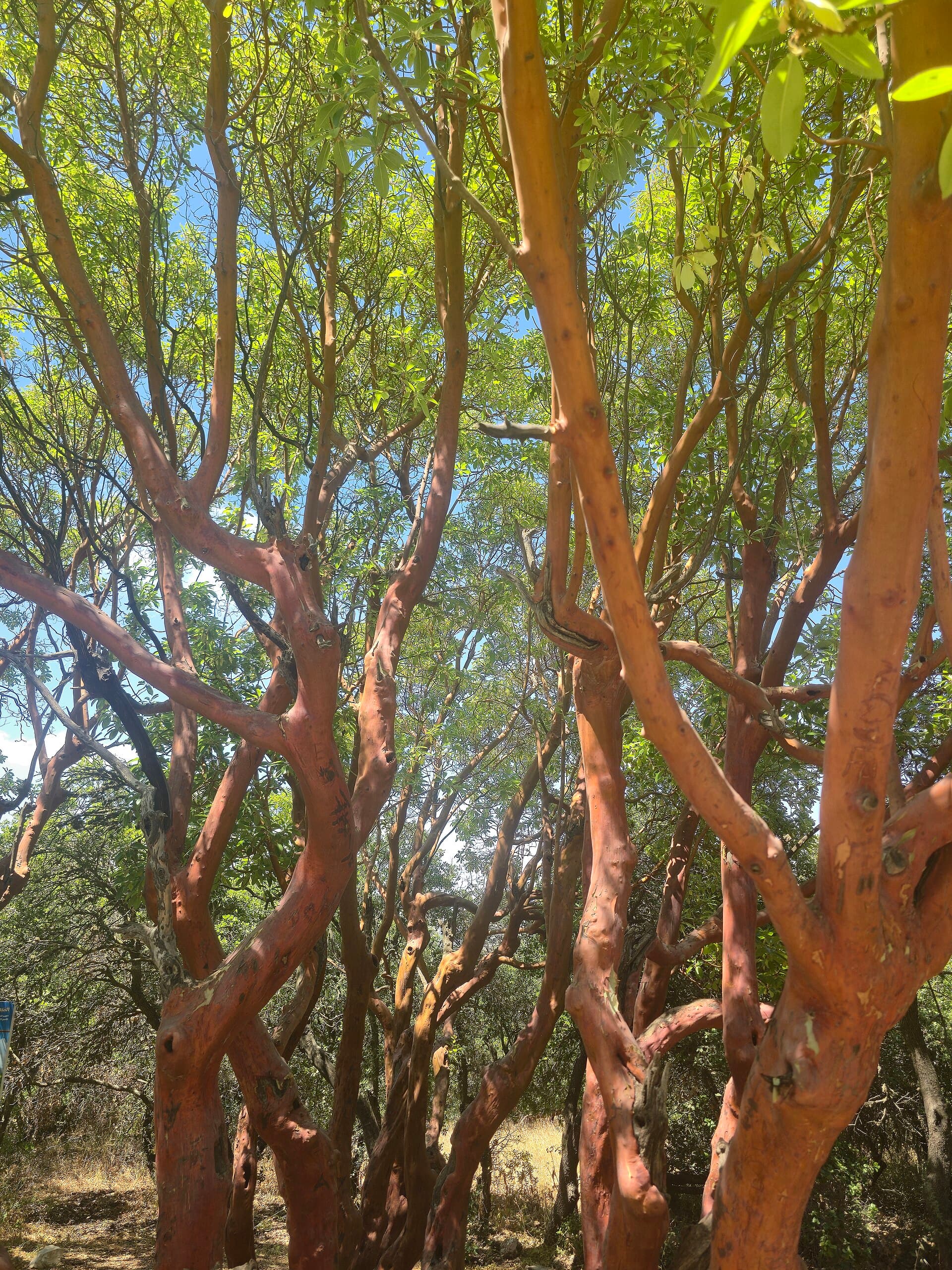 Ajloun Forest Reserve, Ajloun