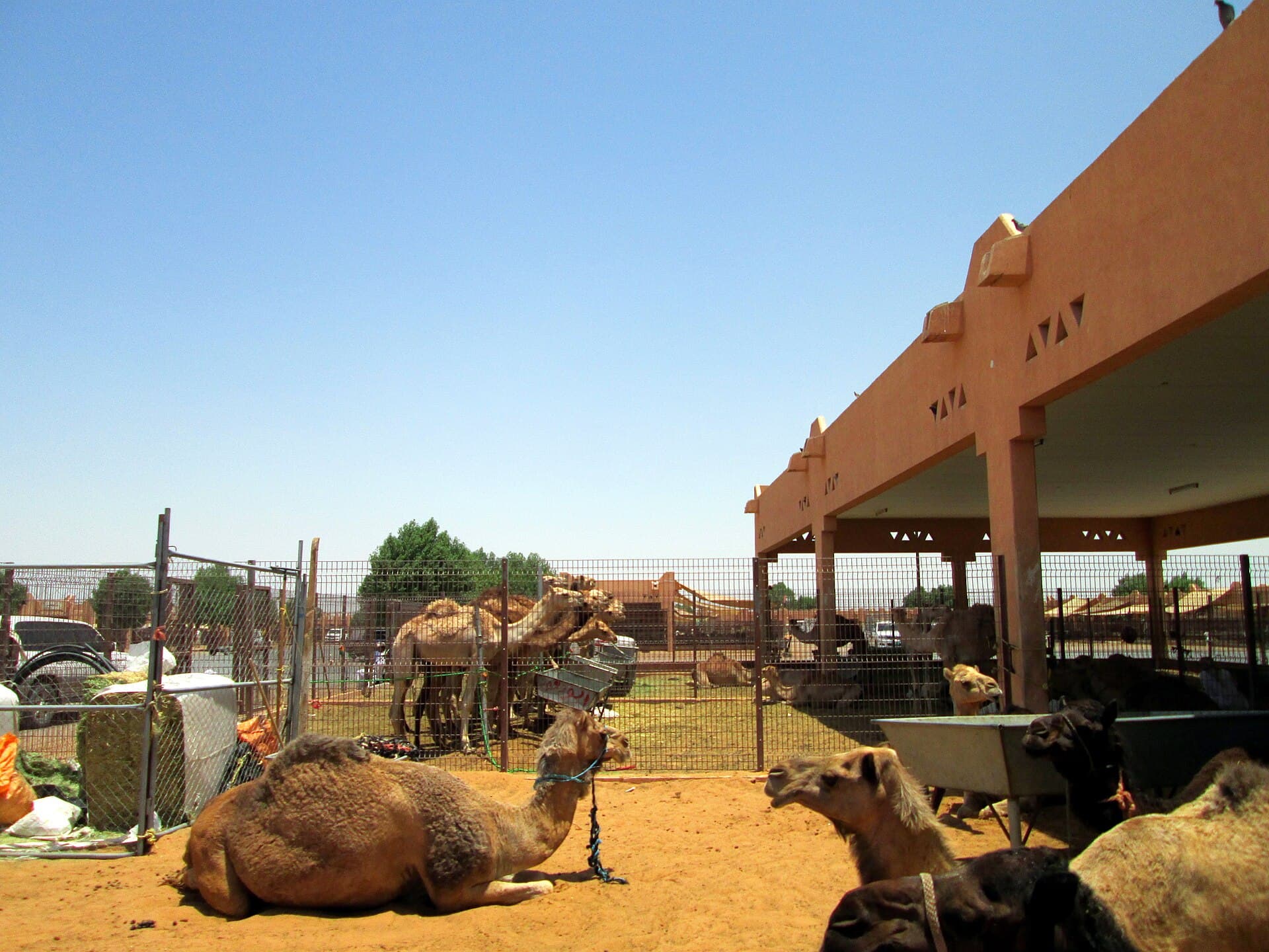 Al Ain Camel Market, Al Ain