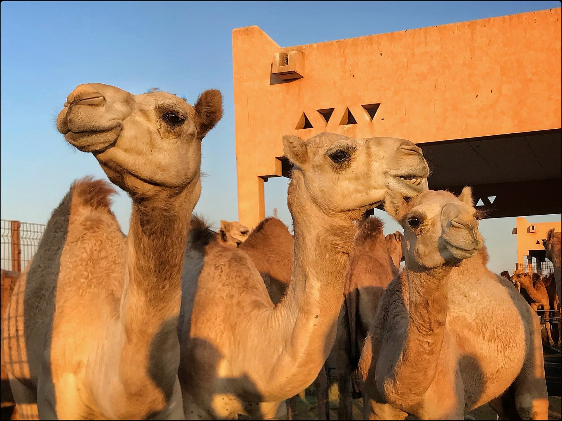 Al Ain Camel Market, Al Ain
