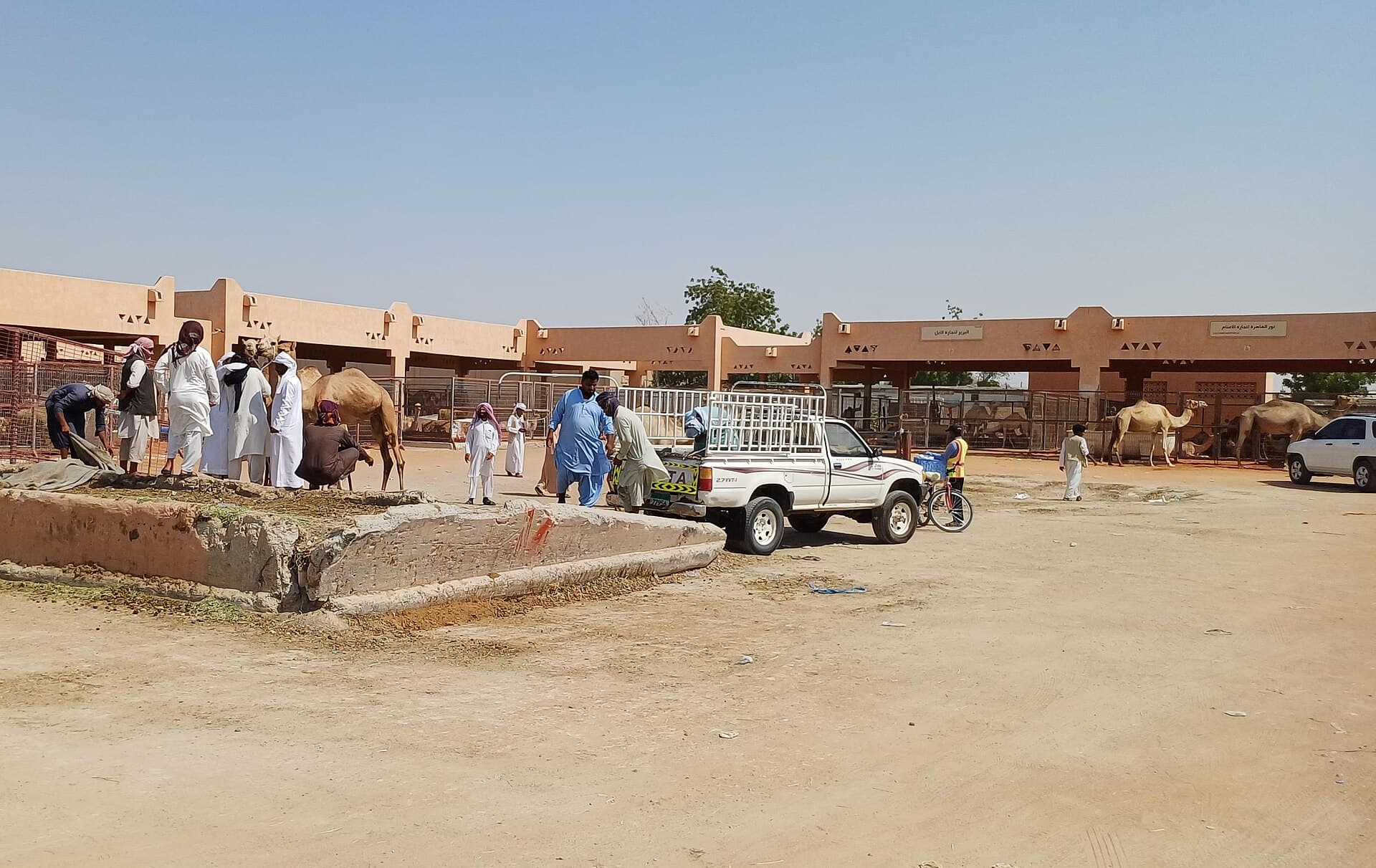 Al Ain Camel Market, Al Ain