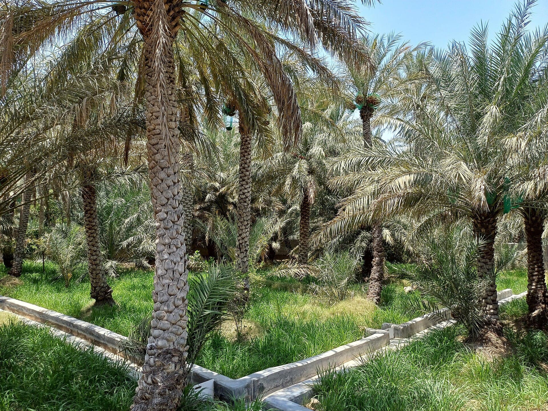 Al Ain Oasis