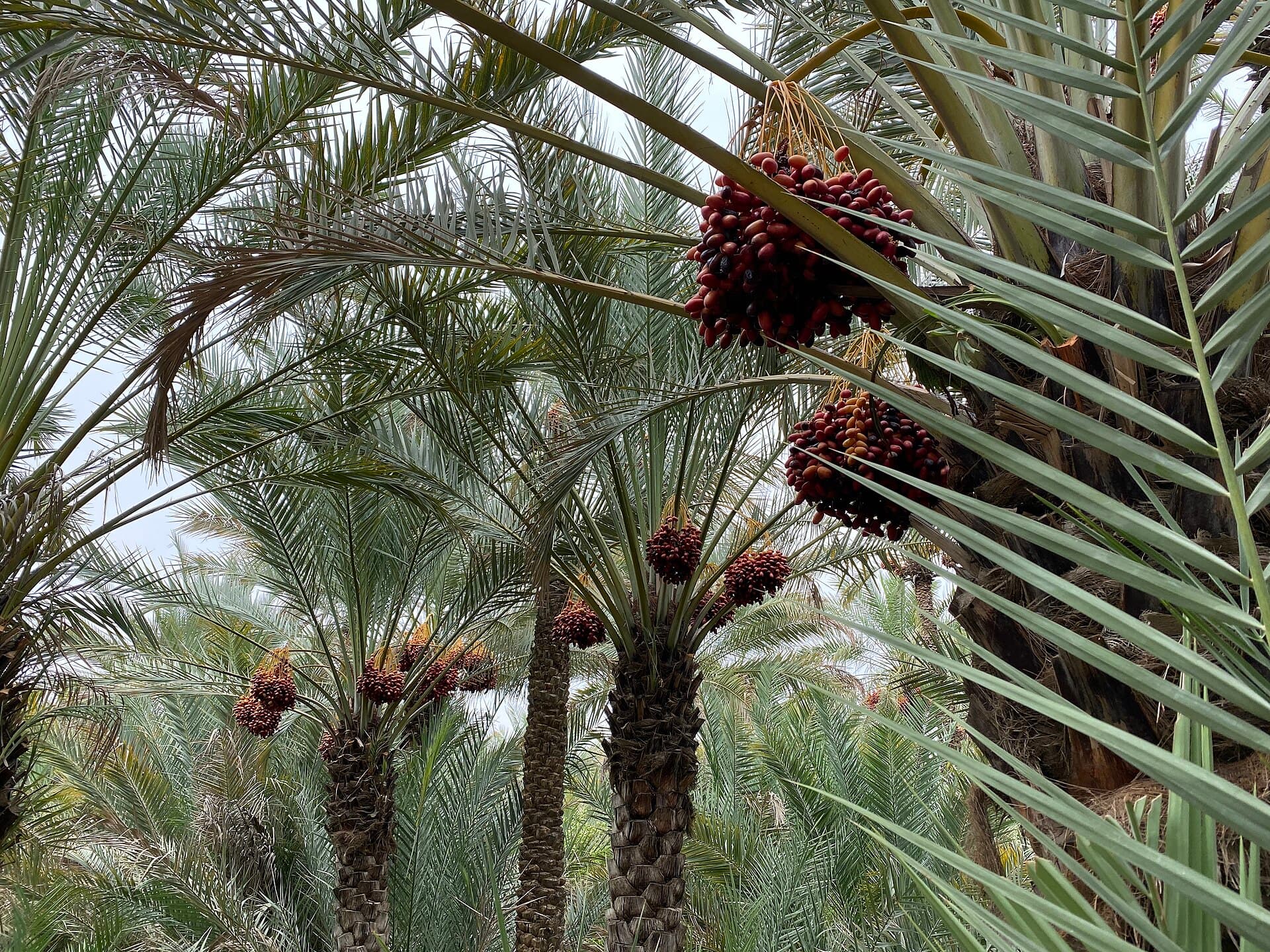 Al Ain Oasis