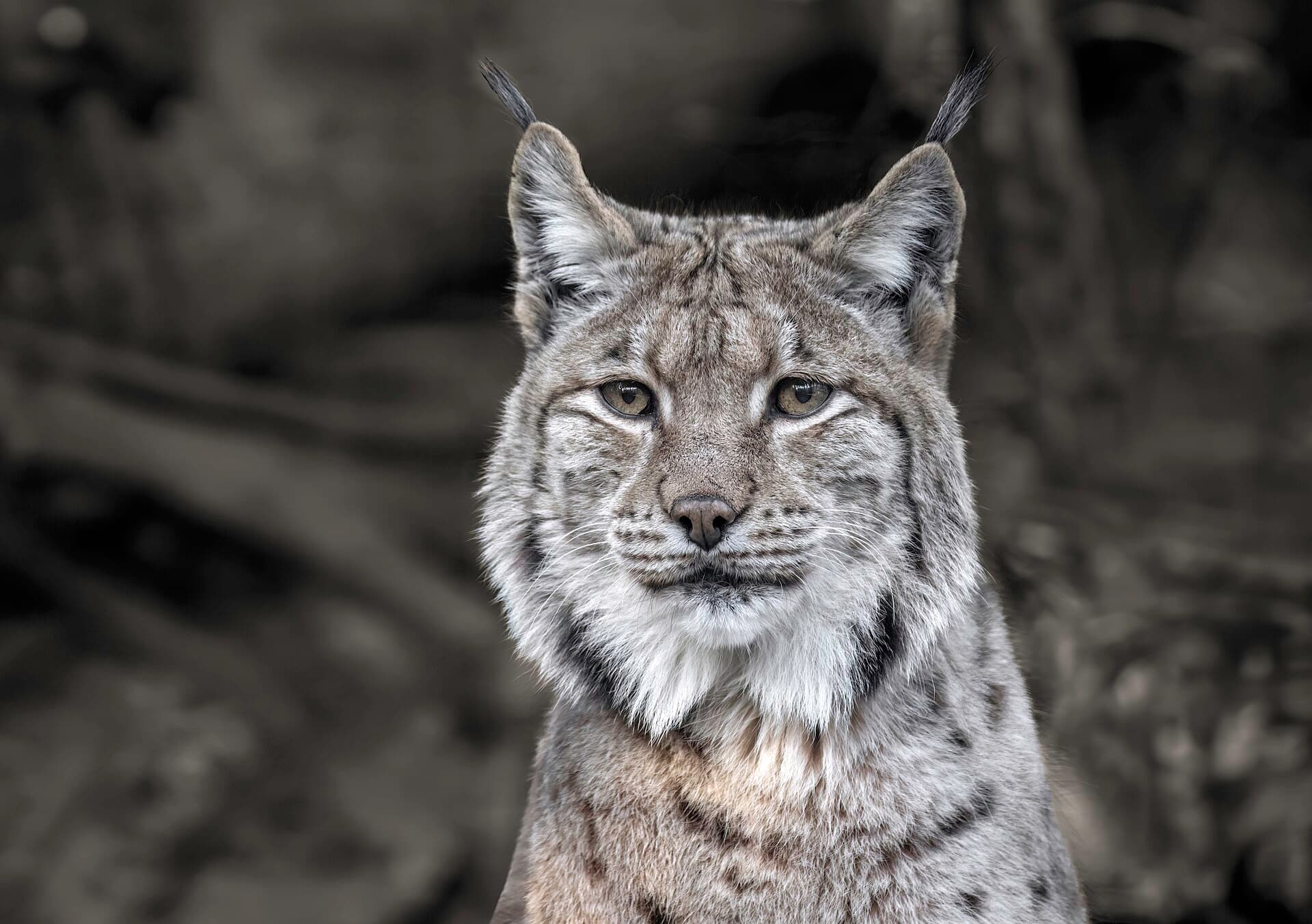 The Alpenzoo, Innsbruck