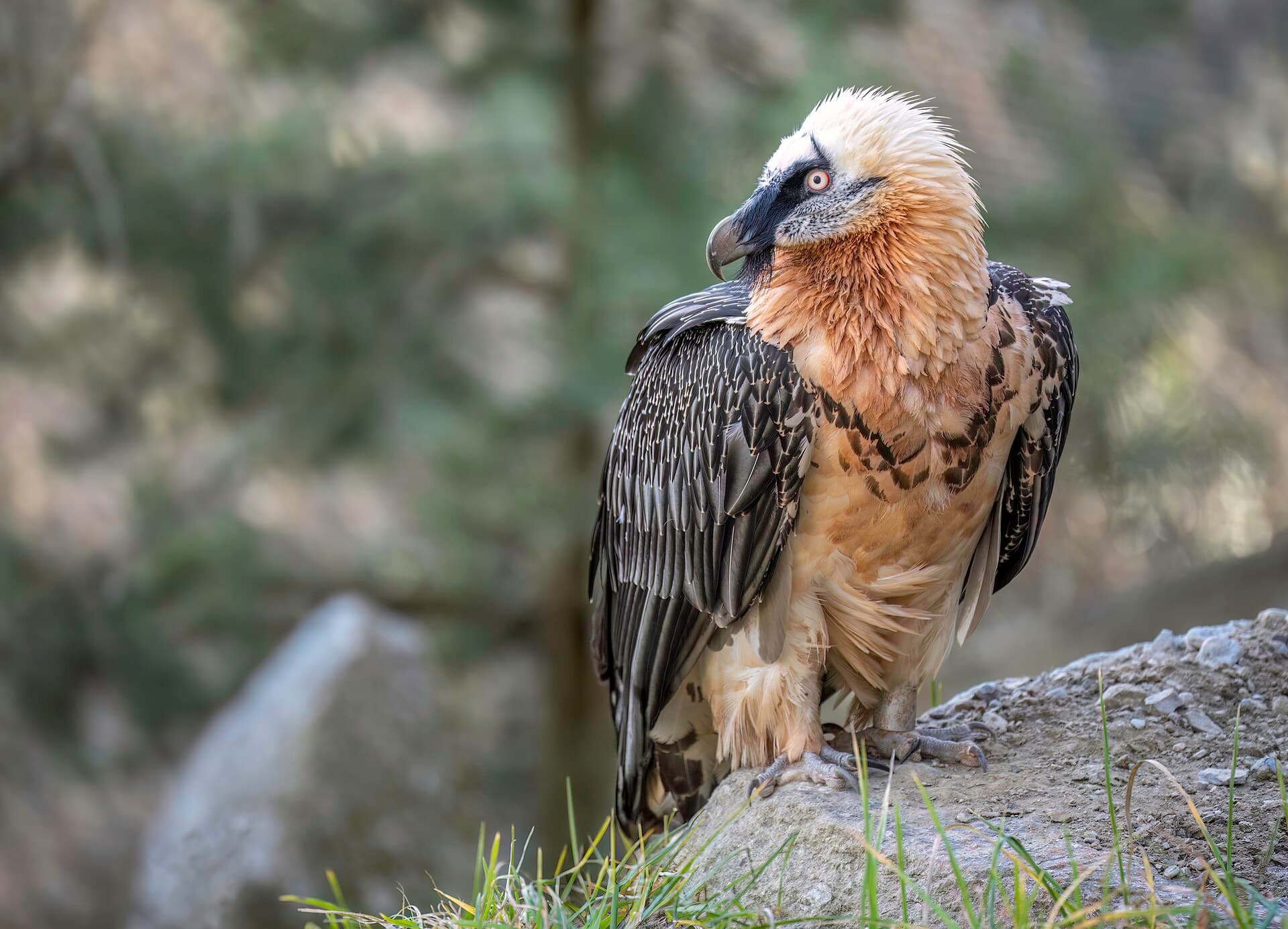 The Alpenzoo, Innsbruck