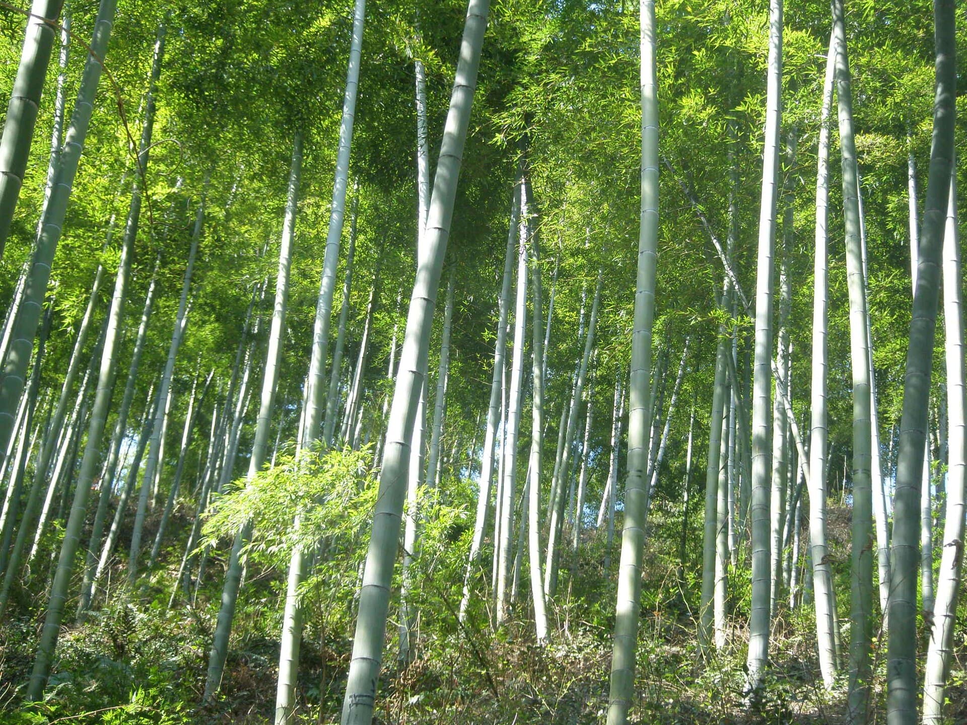 Anji Bamboo Sea