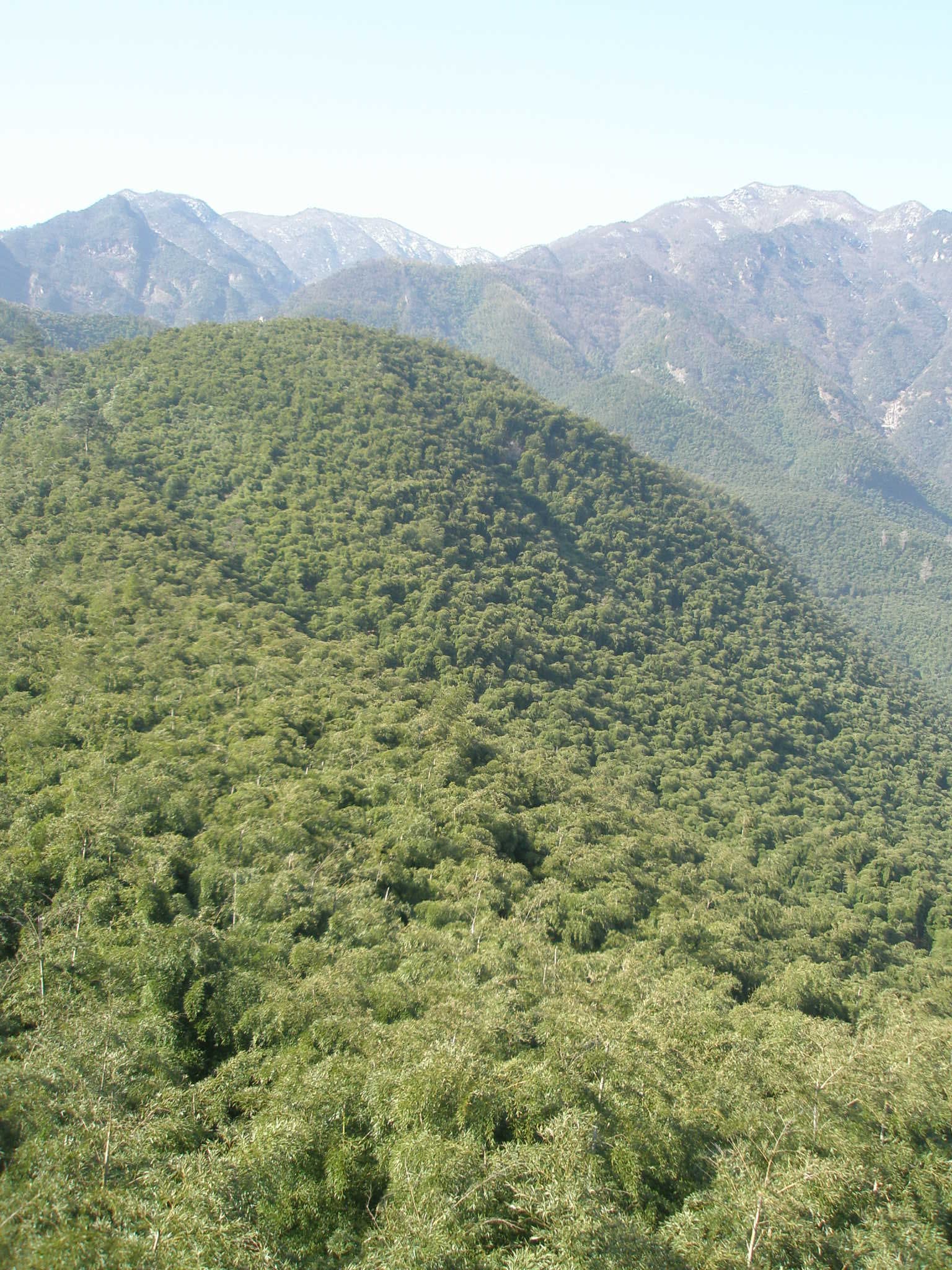 Anji Bamboo Sea