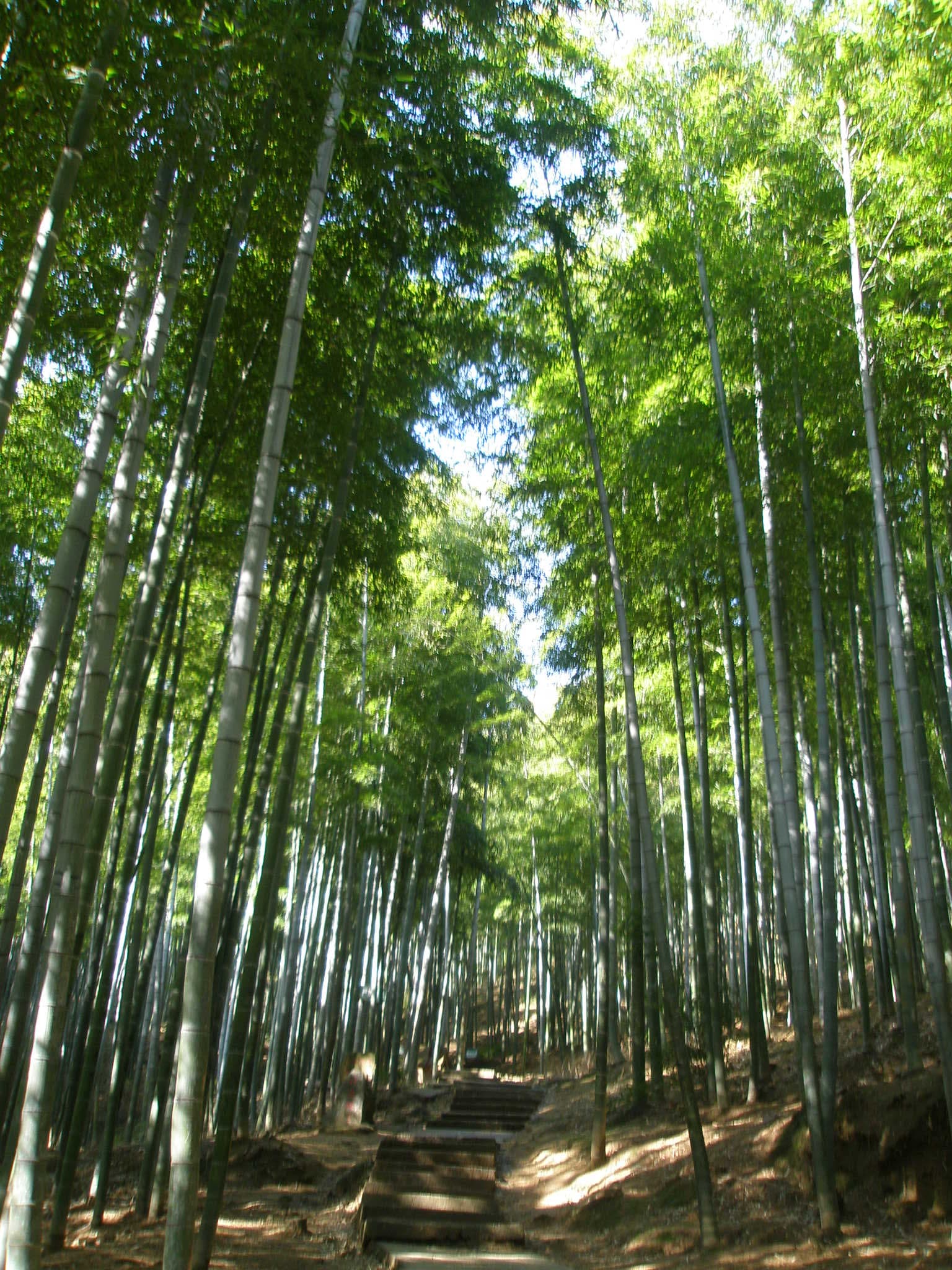 Anji Bamboo Sea