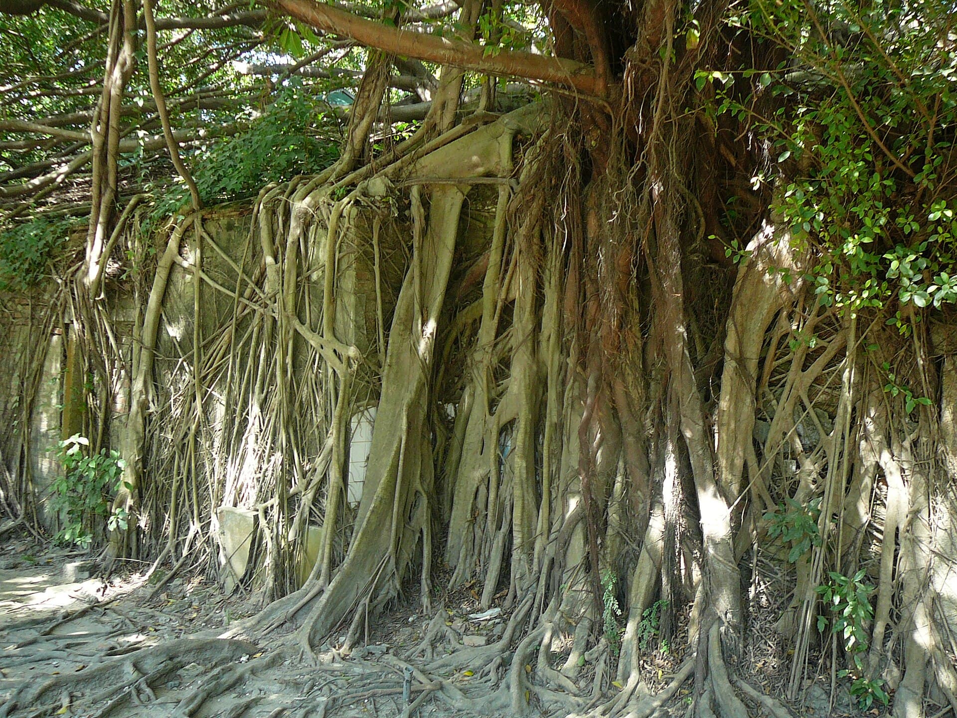 Anping Tree House