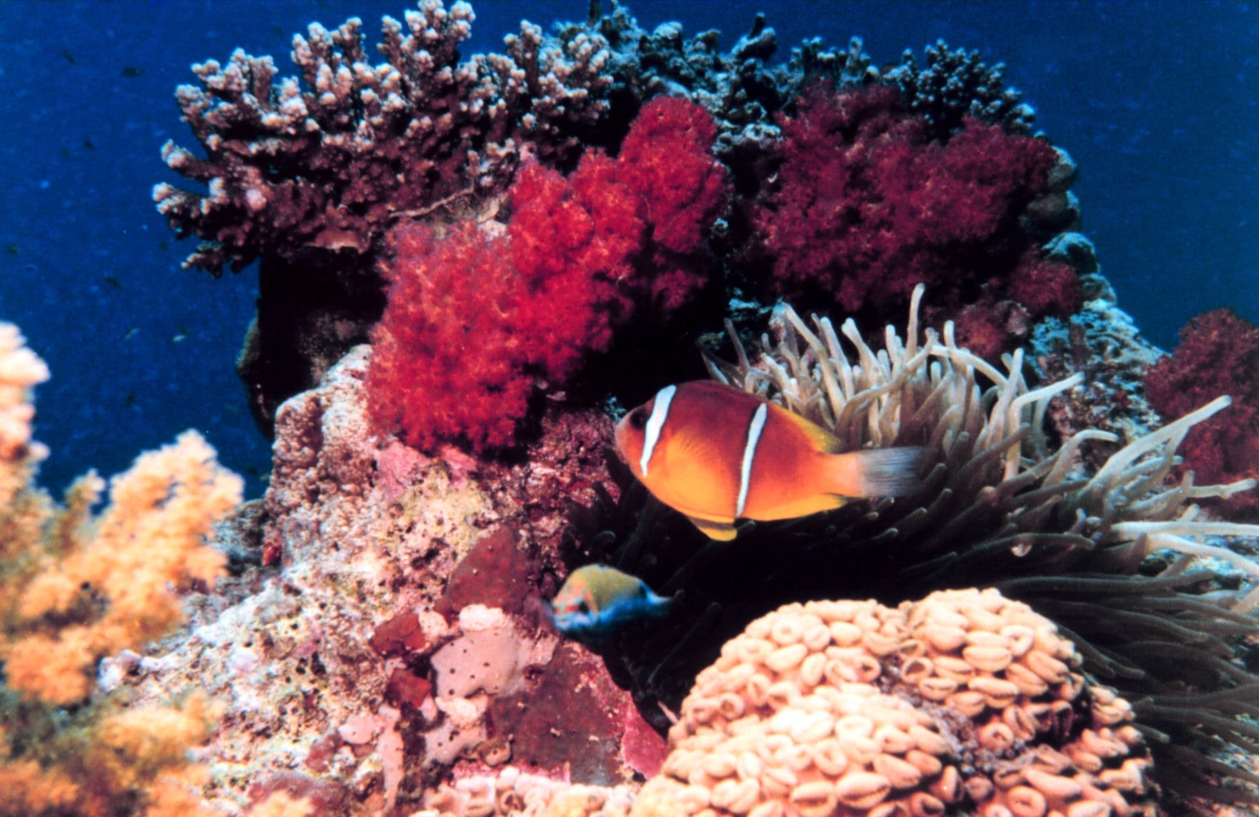 Aqaba Marine Reserve