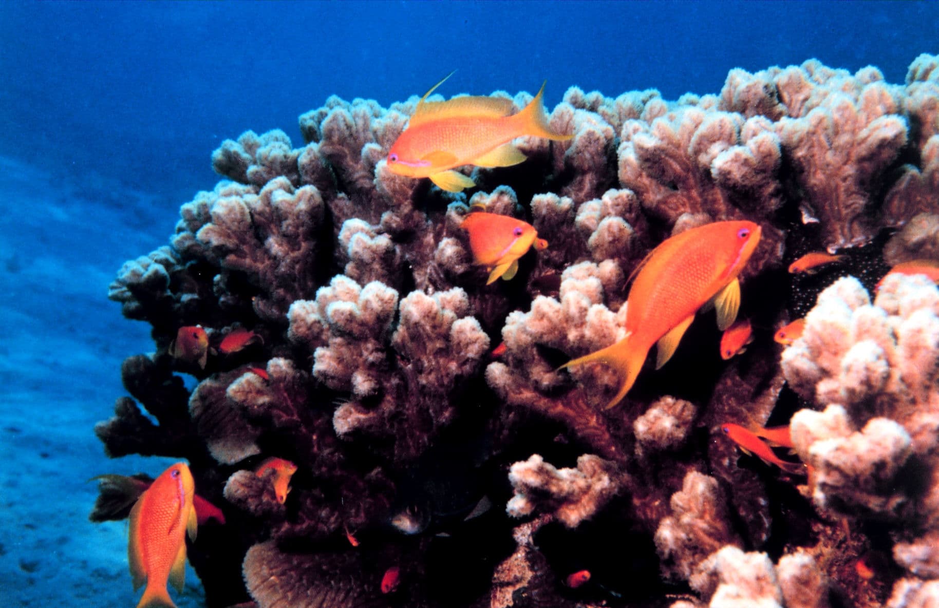 Aqaba Marine Reserve