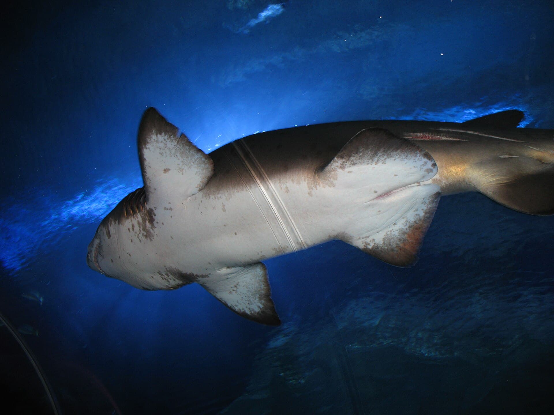 Aquaria KLCC, Kuala Lumpur