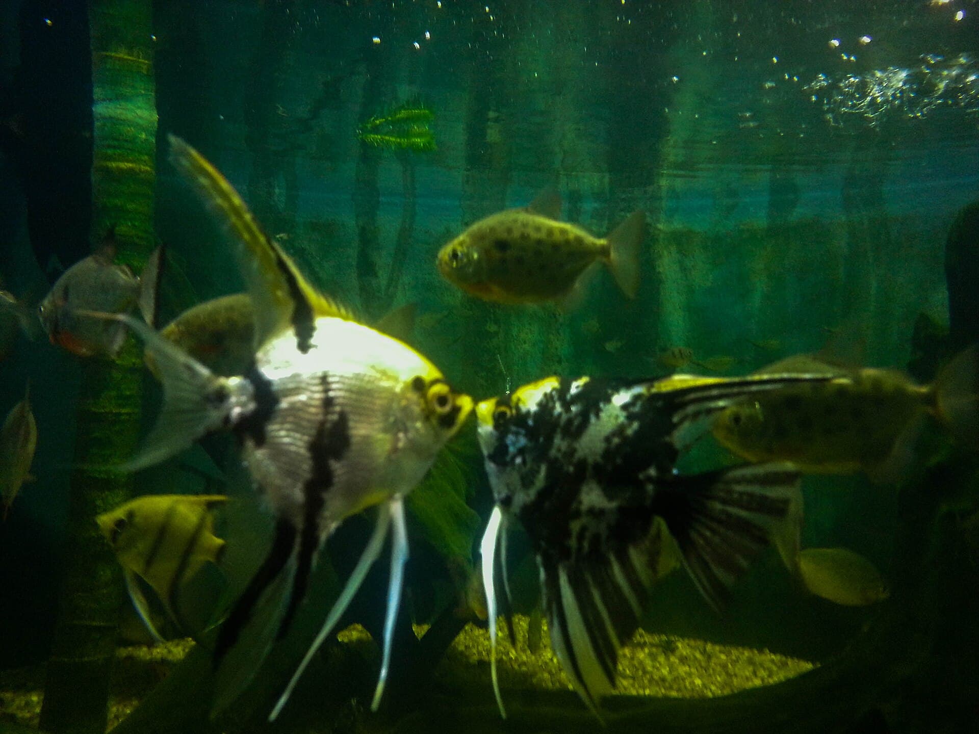 Santos Aquarium, Santos