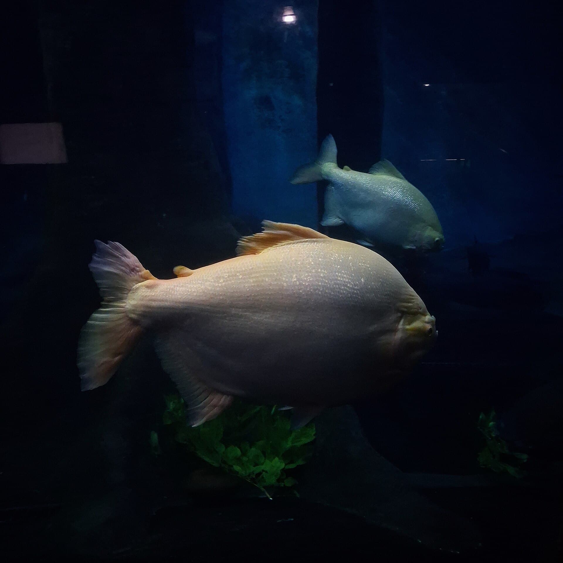 São Paulo Aquarium, São Paulo