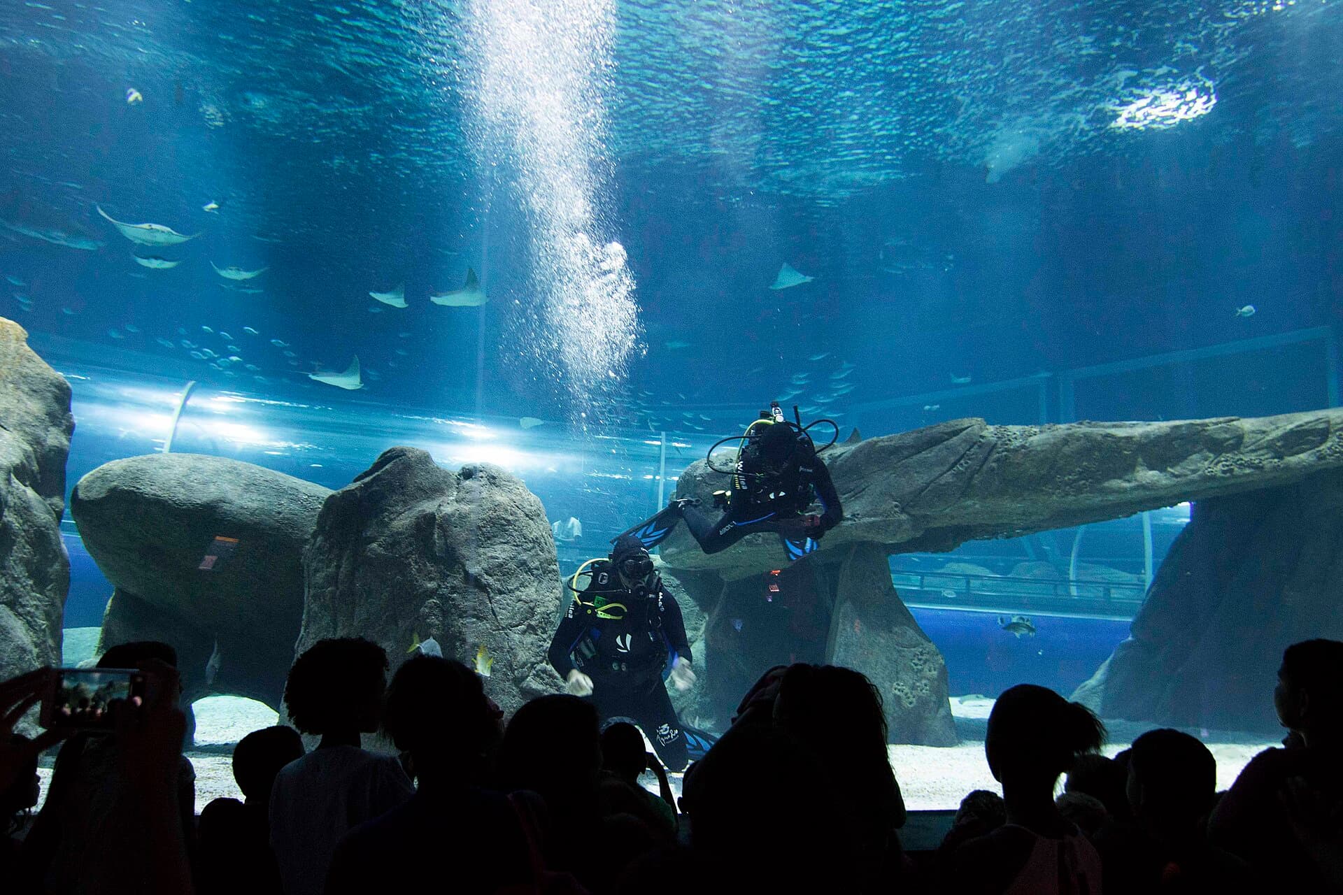 AquaRio, Rio de Janeiro