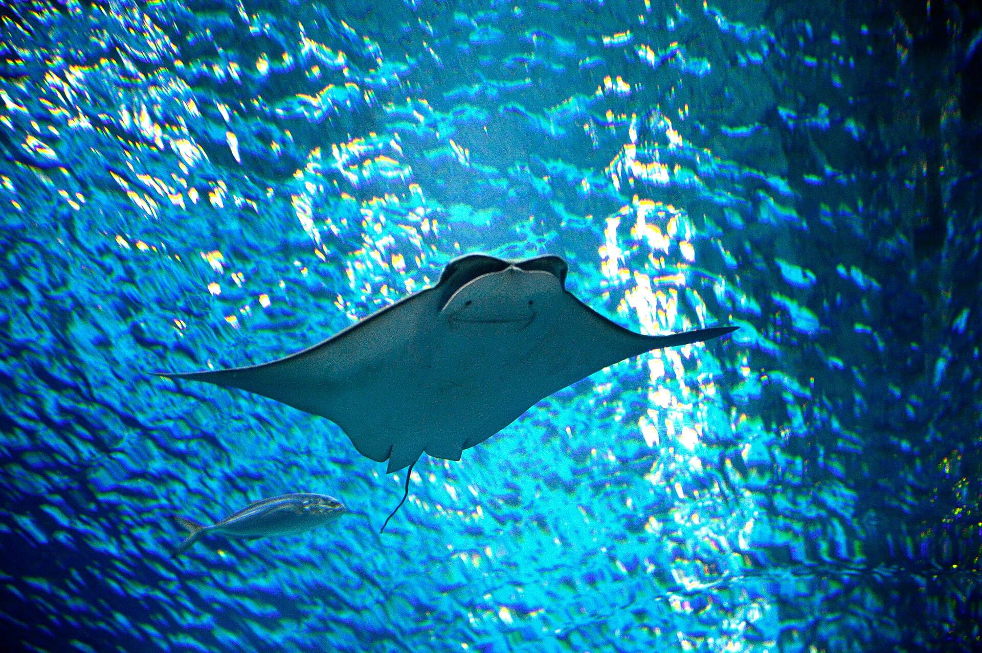AquaRio, Rio de Janeiro