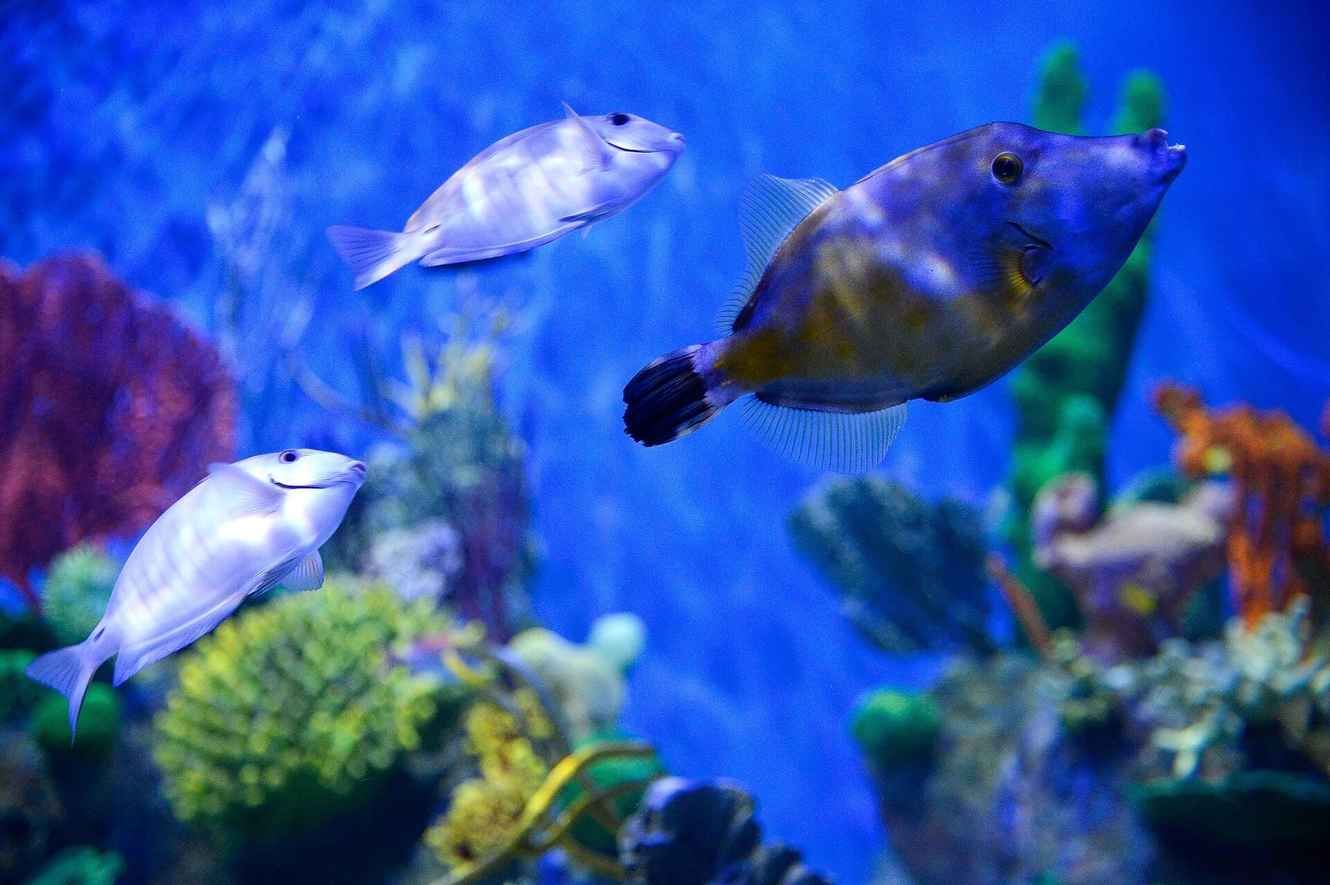 AquaRio, Rio de Janeiro