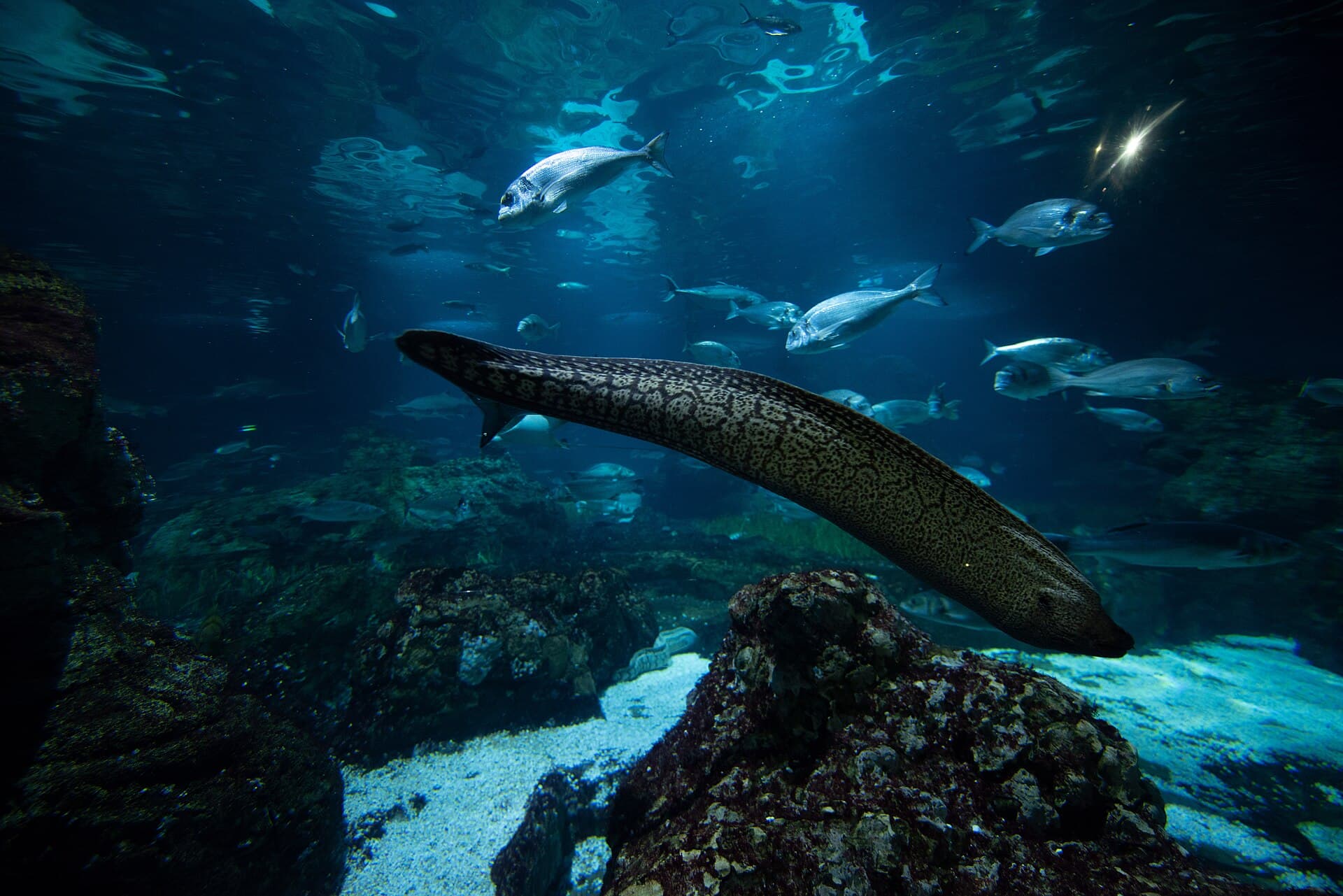 L'Aquàrium de Barcelona, Barcelona