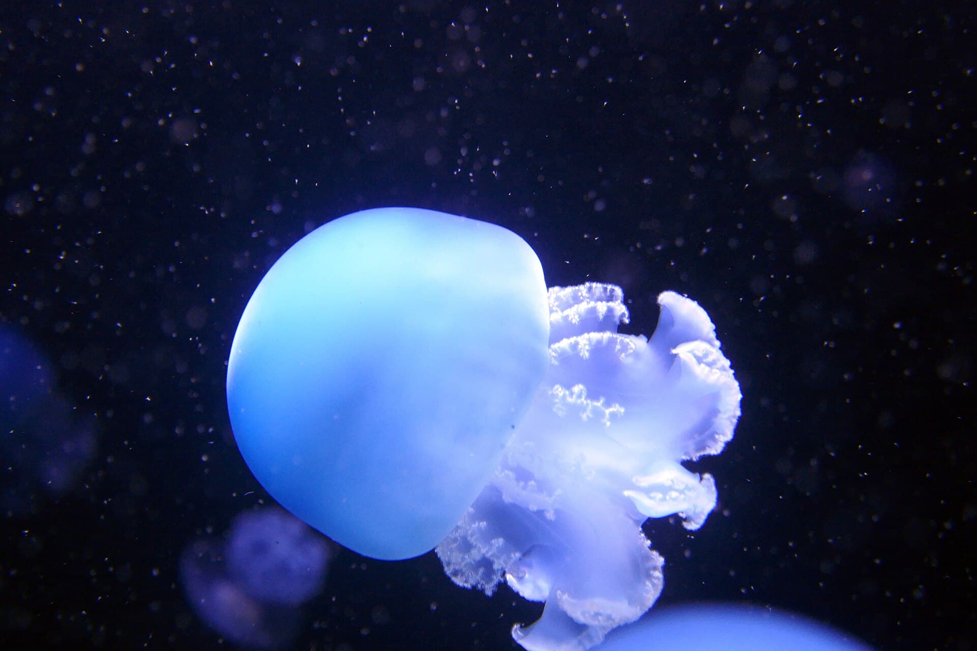 Berlin Aquarium, Berlin