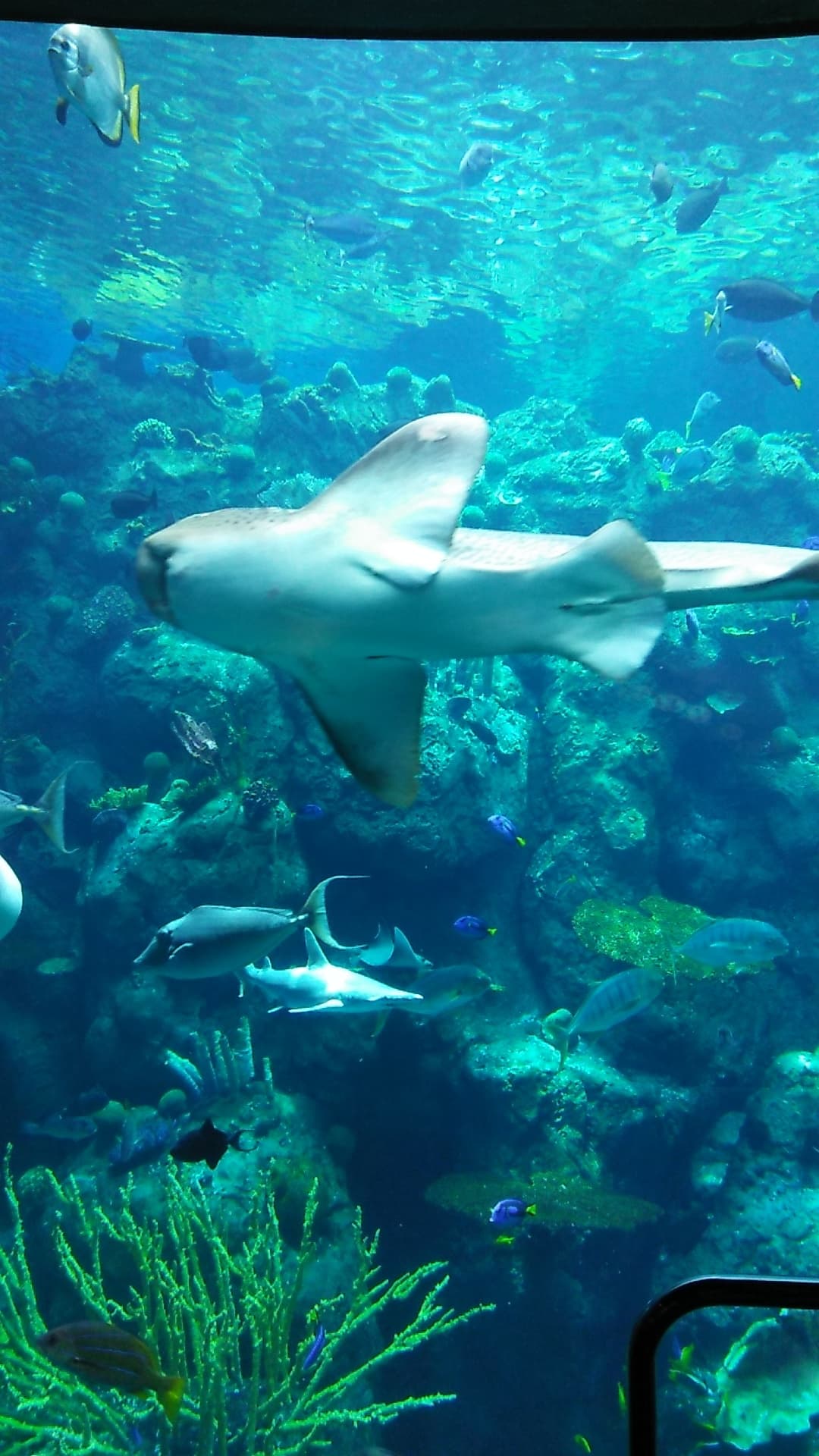 Aquarium of the Pacific