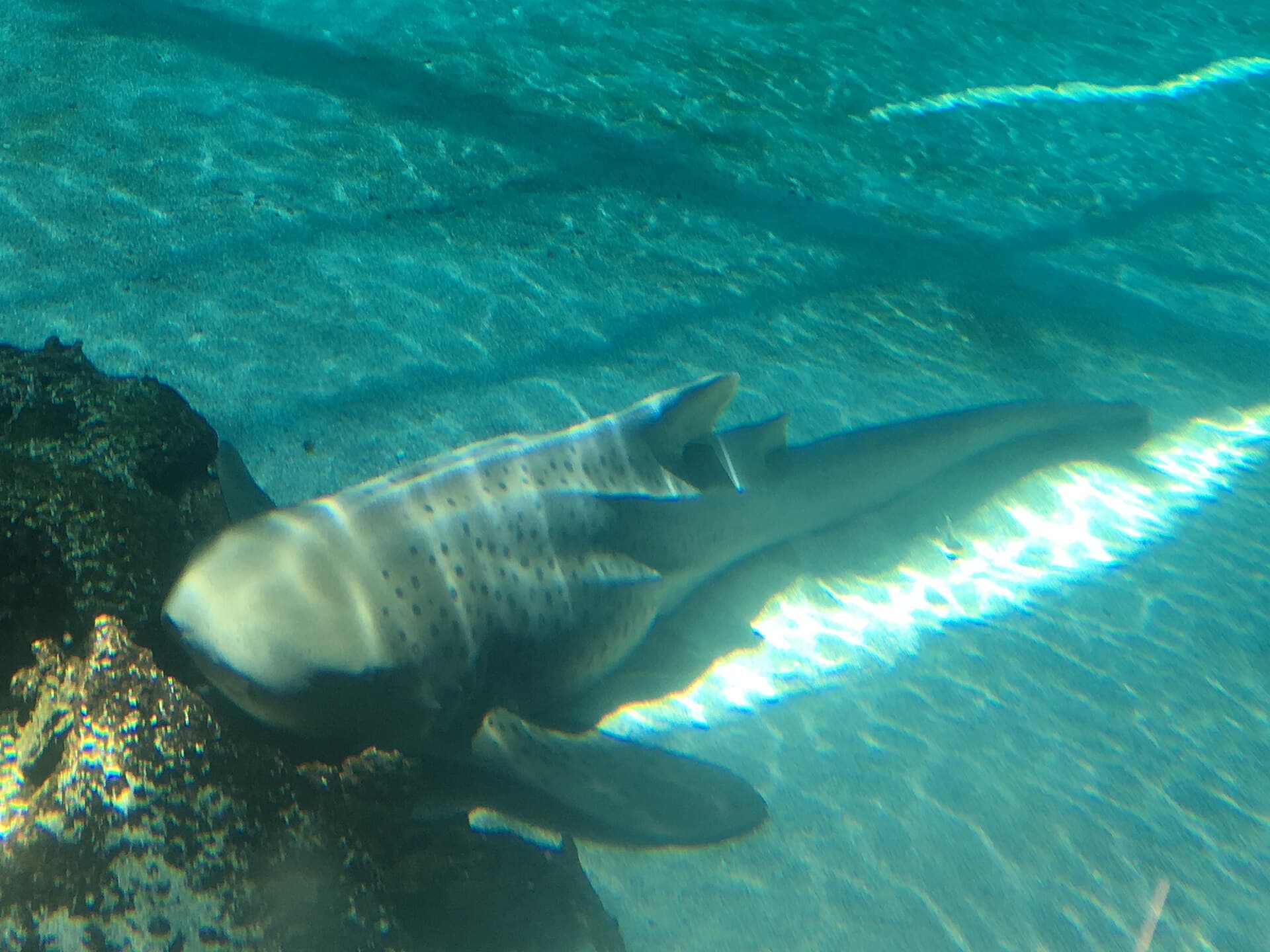 Aquarium of the Pacific