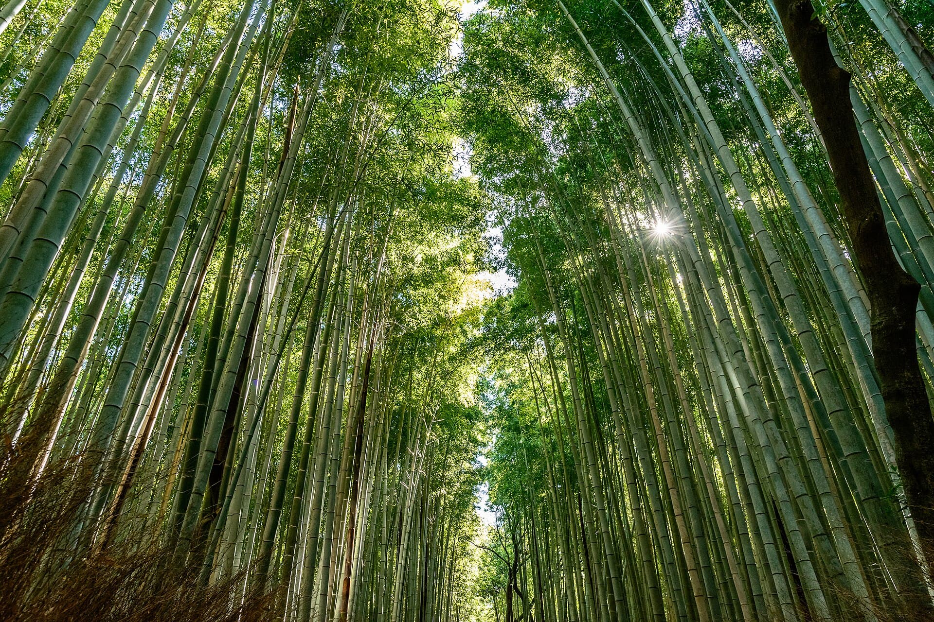 Arashiyama Bamboo Grove