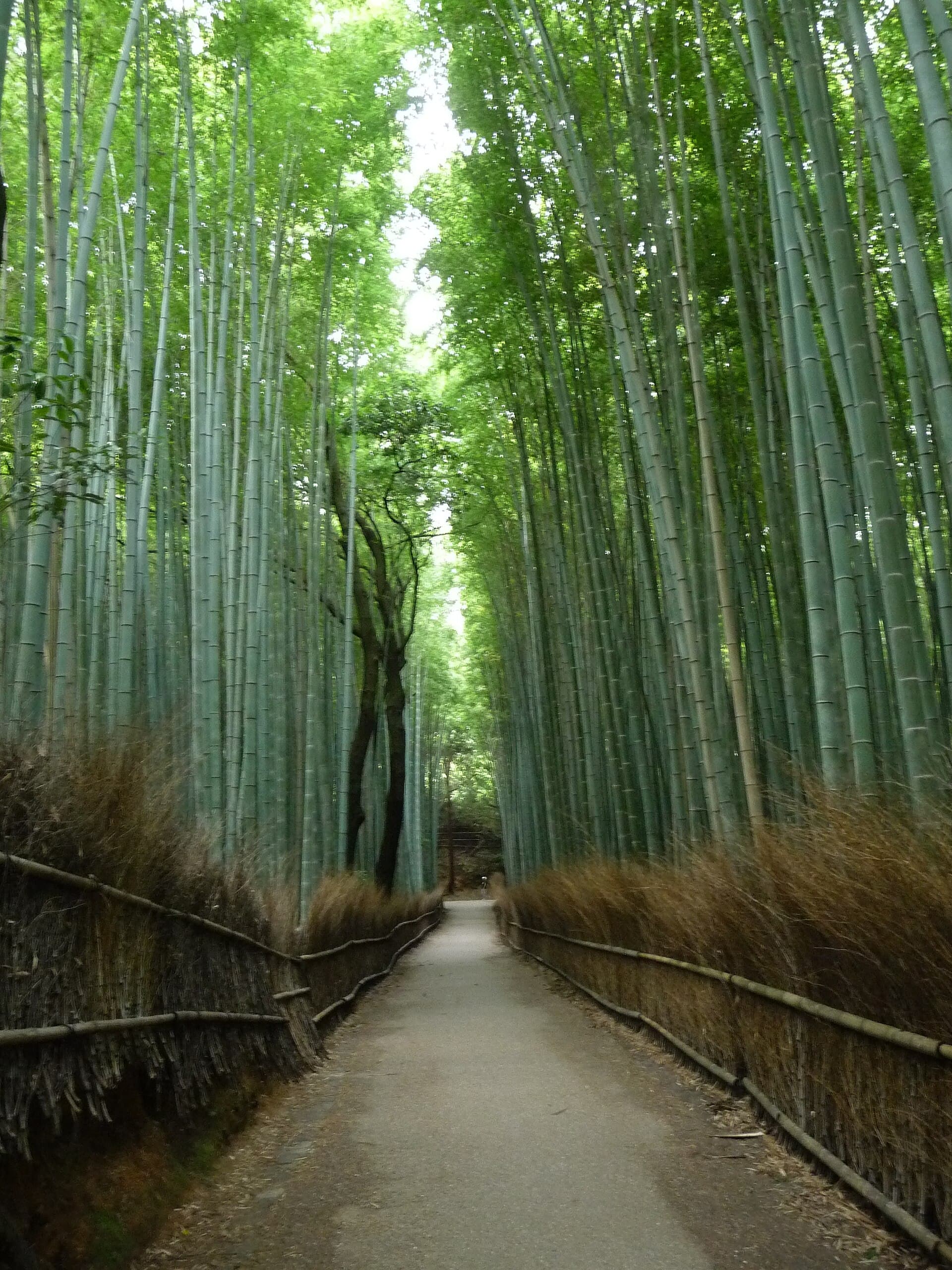 Arashiyama Bamboo Grove