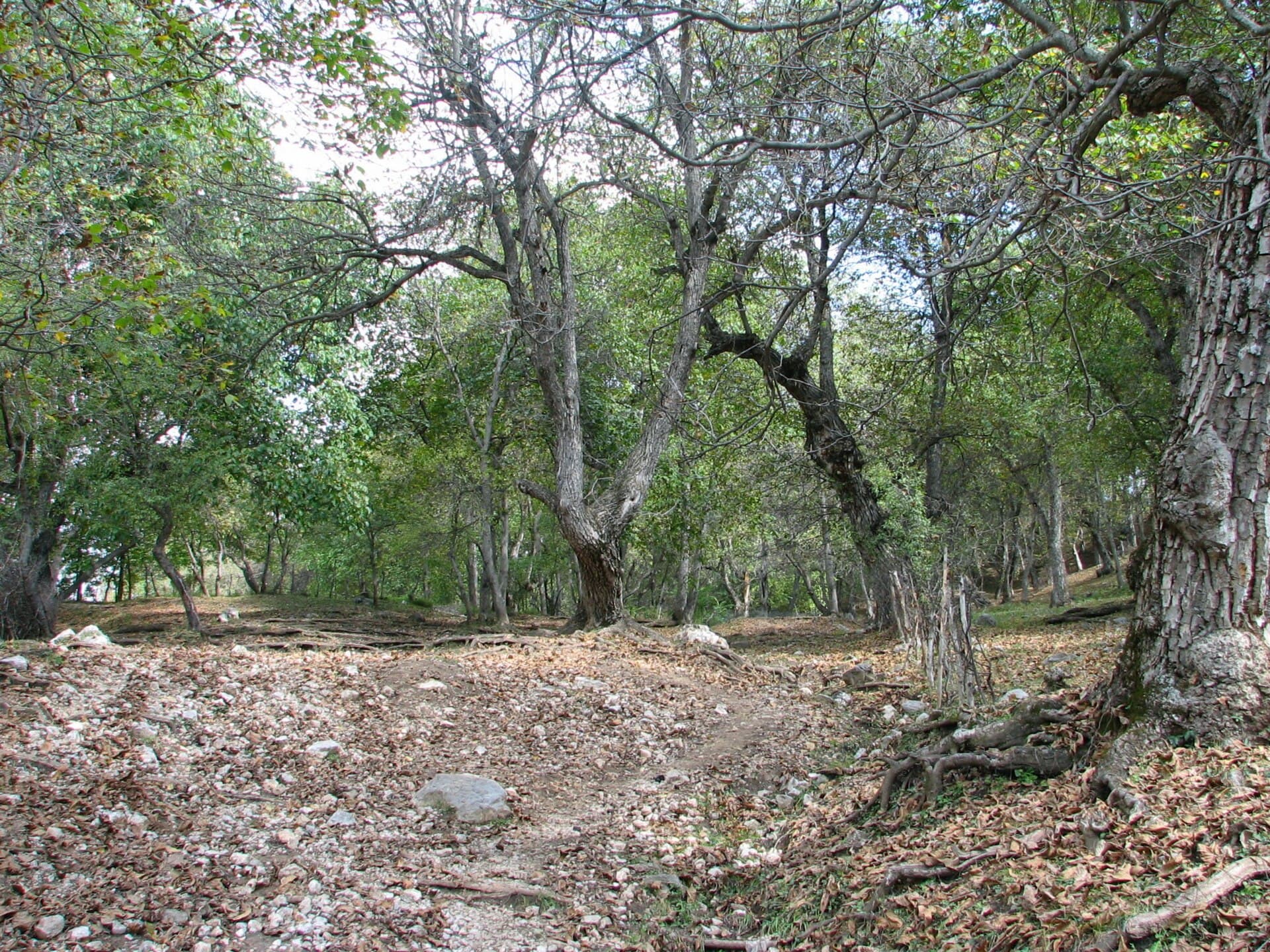 Arslanbob Walnut Forest, Arslanbob