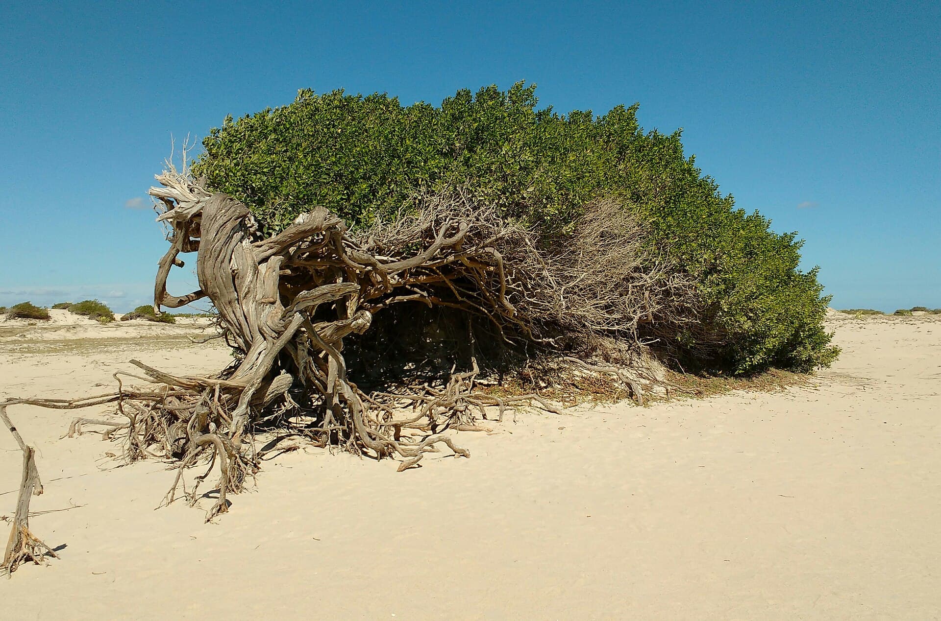 Árvore da Preguiça, Jericoacoara