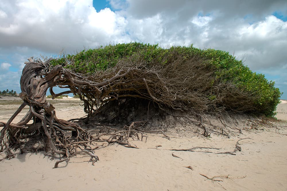 Árvore da Preguiça, Jericoacoara