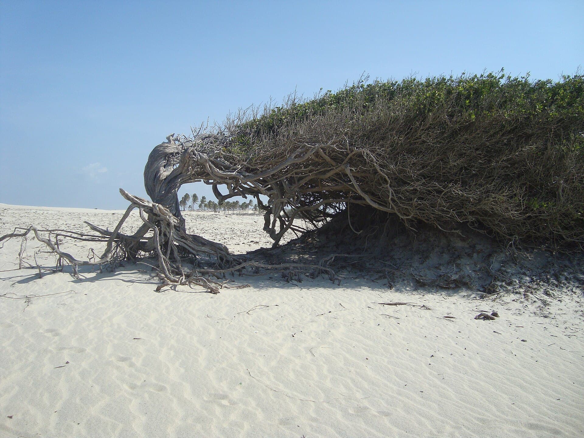 Árvore da Preguiça, Jericoacoara