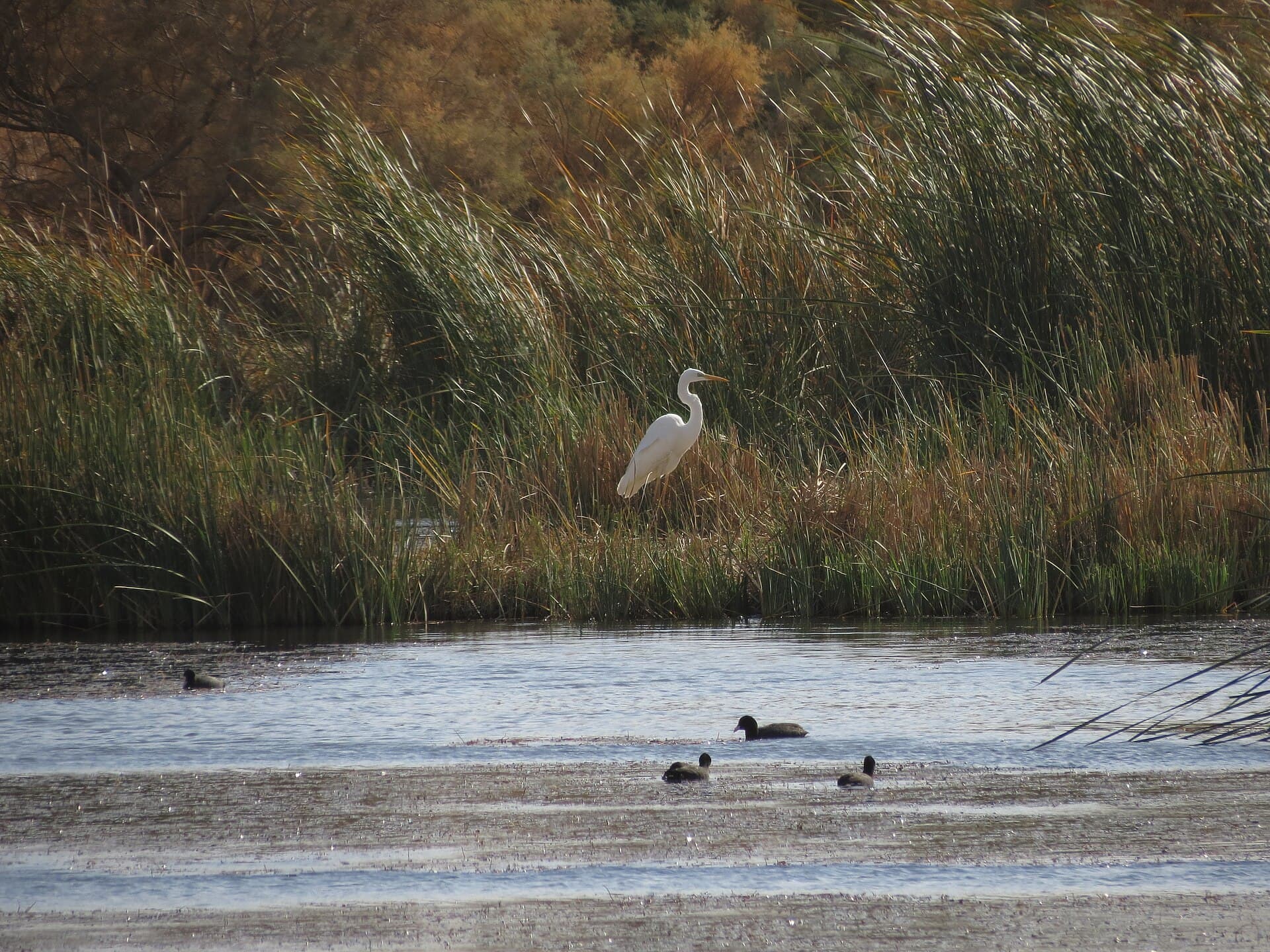 Azraq Wetland Reserve, Azraq