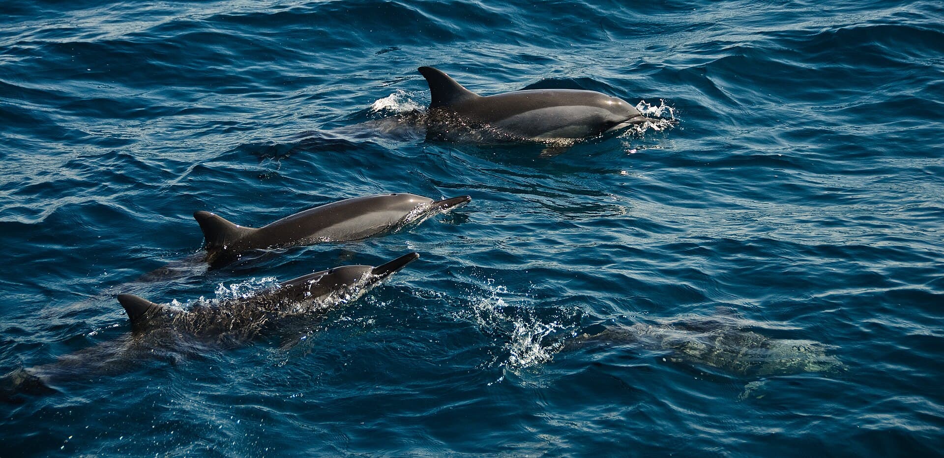 Baía dos Golfinhos (Dolphin Bay)