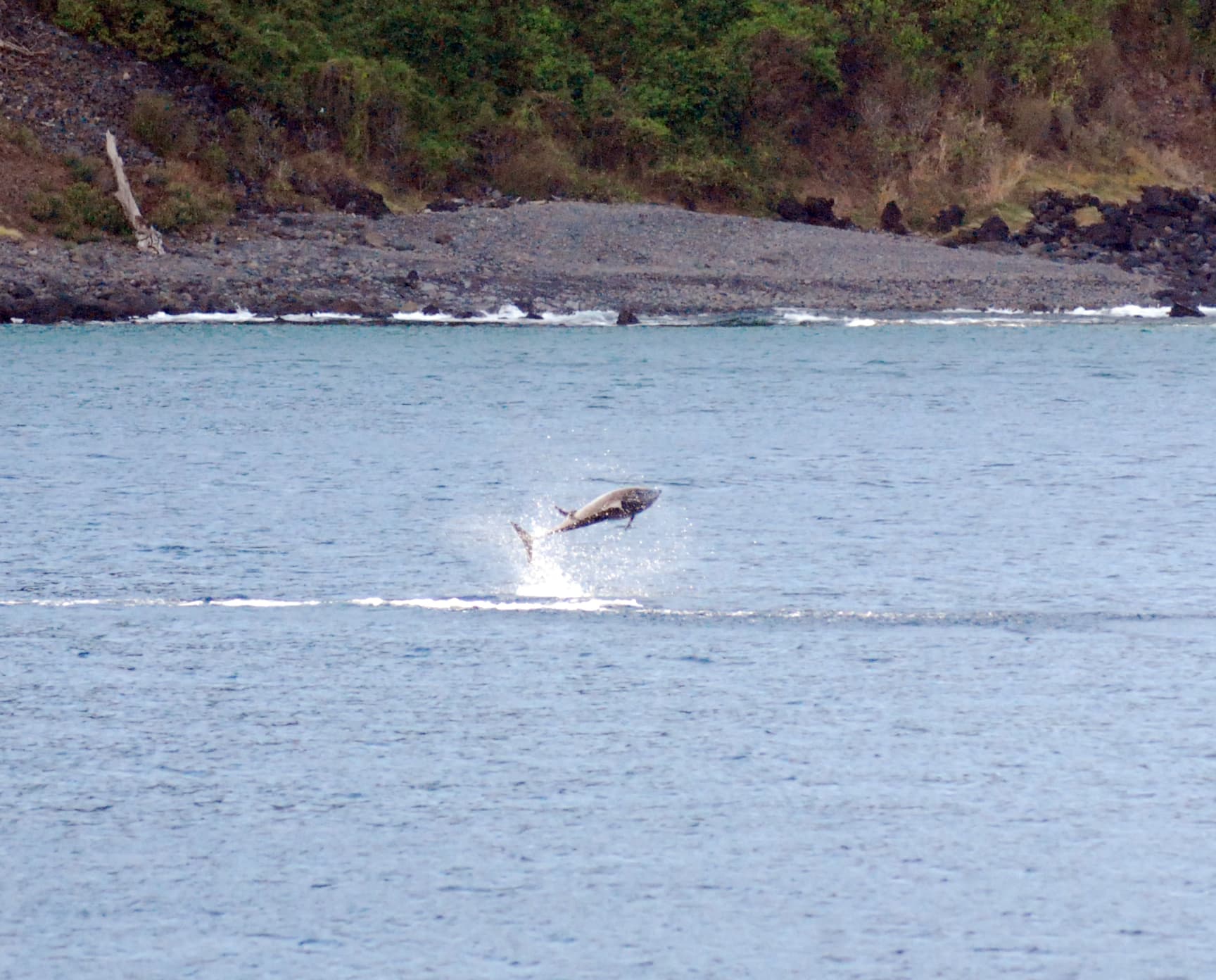 Baía dos Golfinhos (Dolphin Bay), Fernando de Noronha