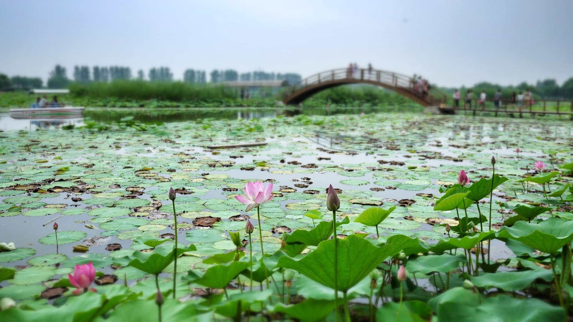 Baiyangdian Lake
