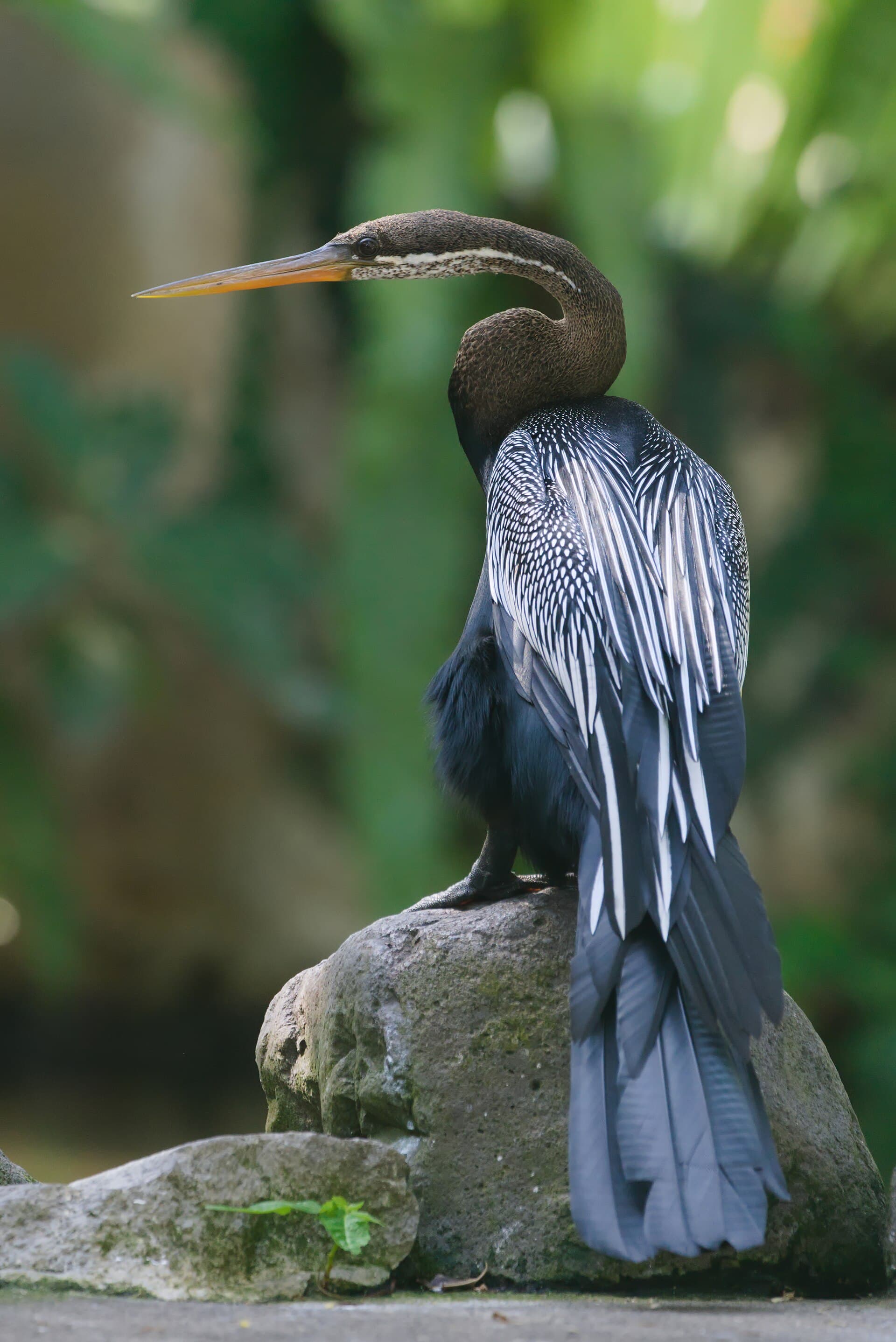 Bali Bird Park, Bali
