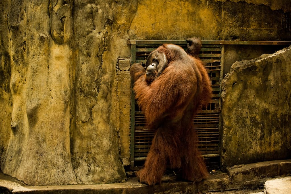 Bali Zoo