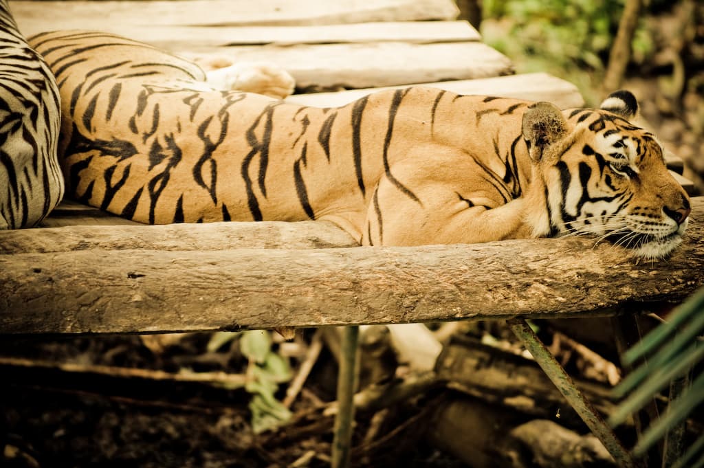 Bali Zoo