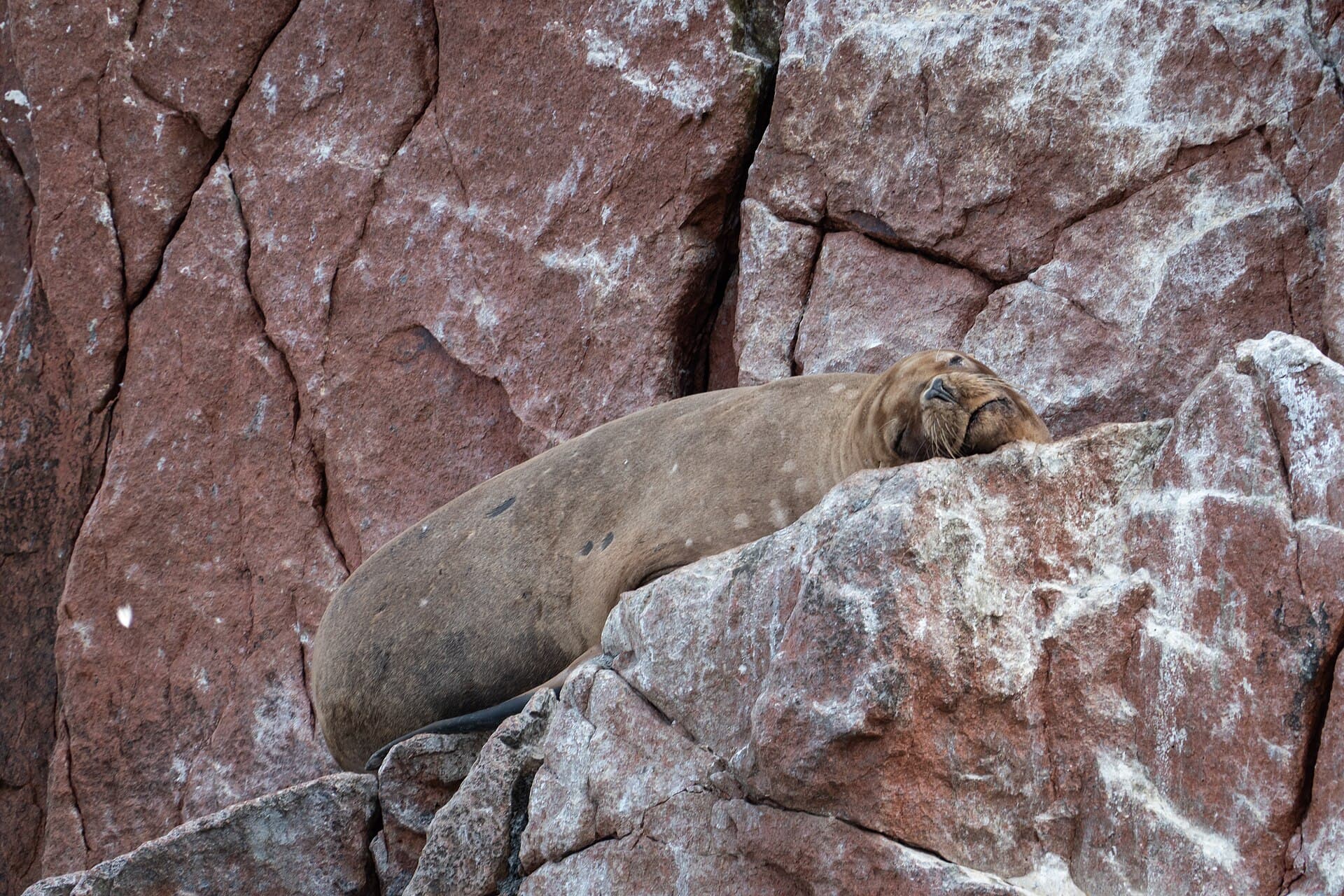 Ballestas Islands