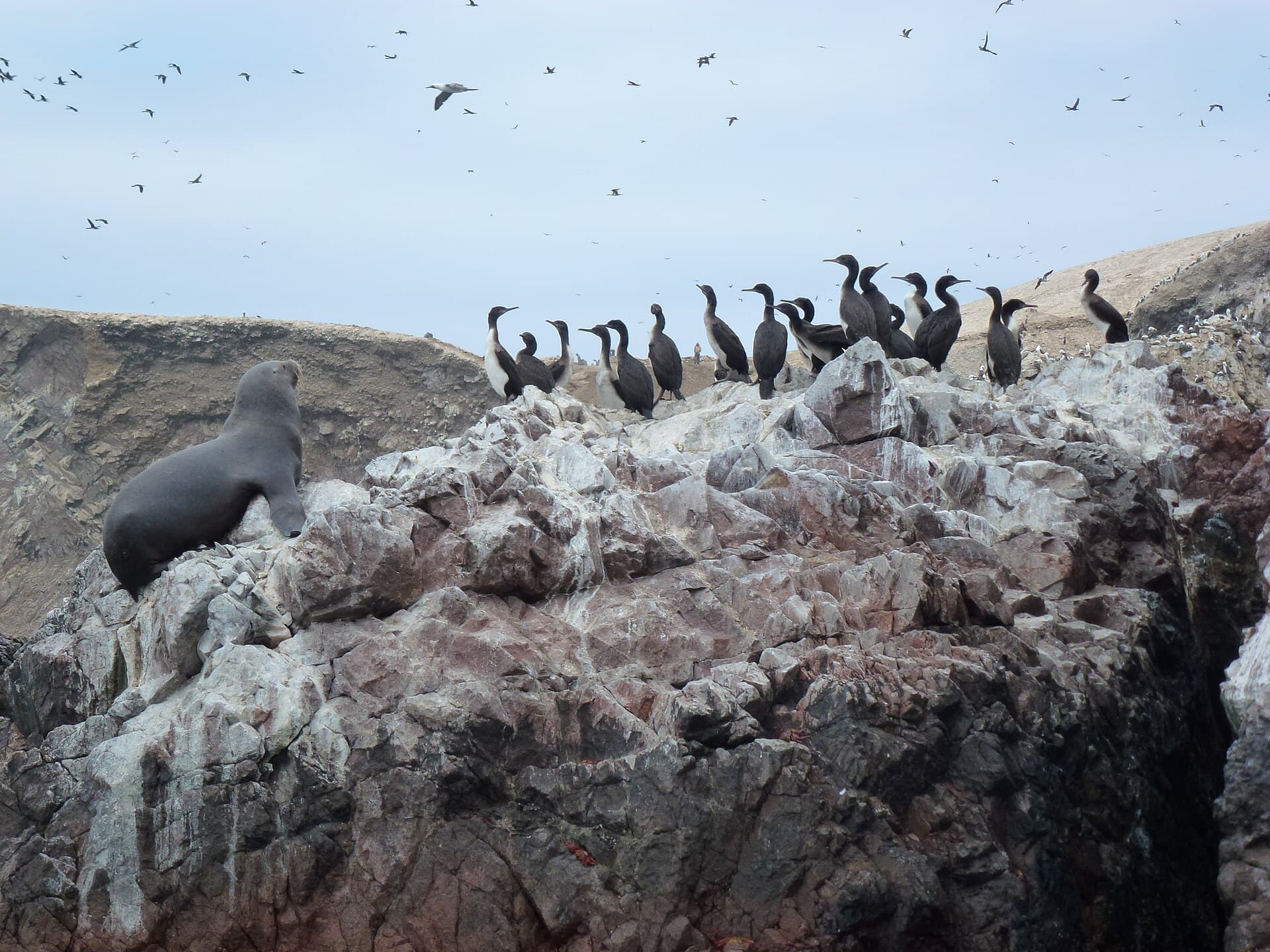 Ballestas Islands