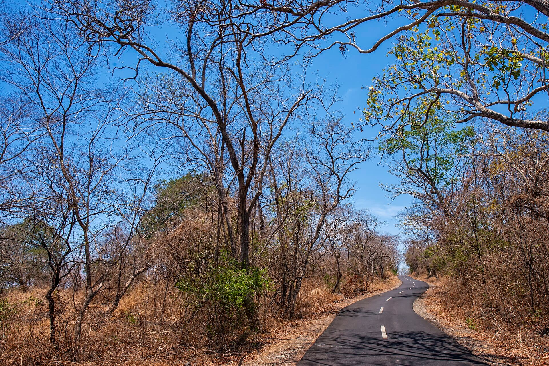 Baluran National Park, Banyuwangi