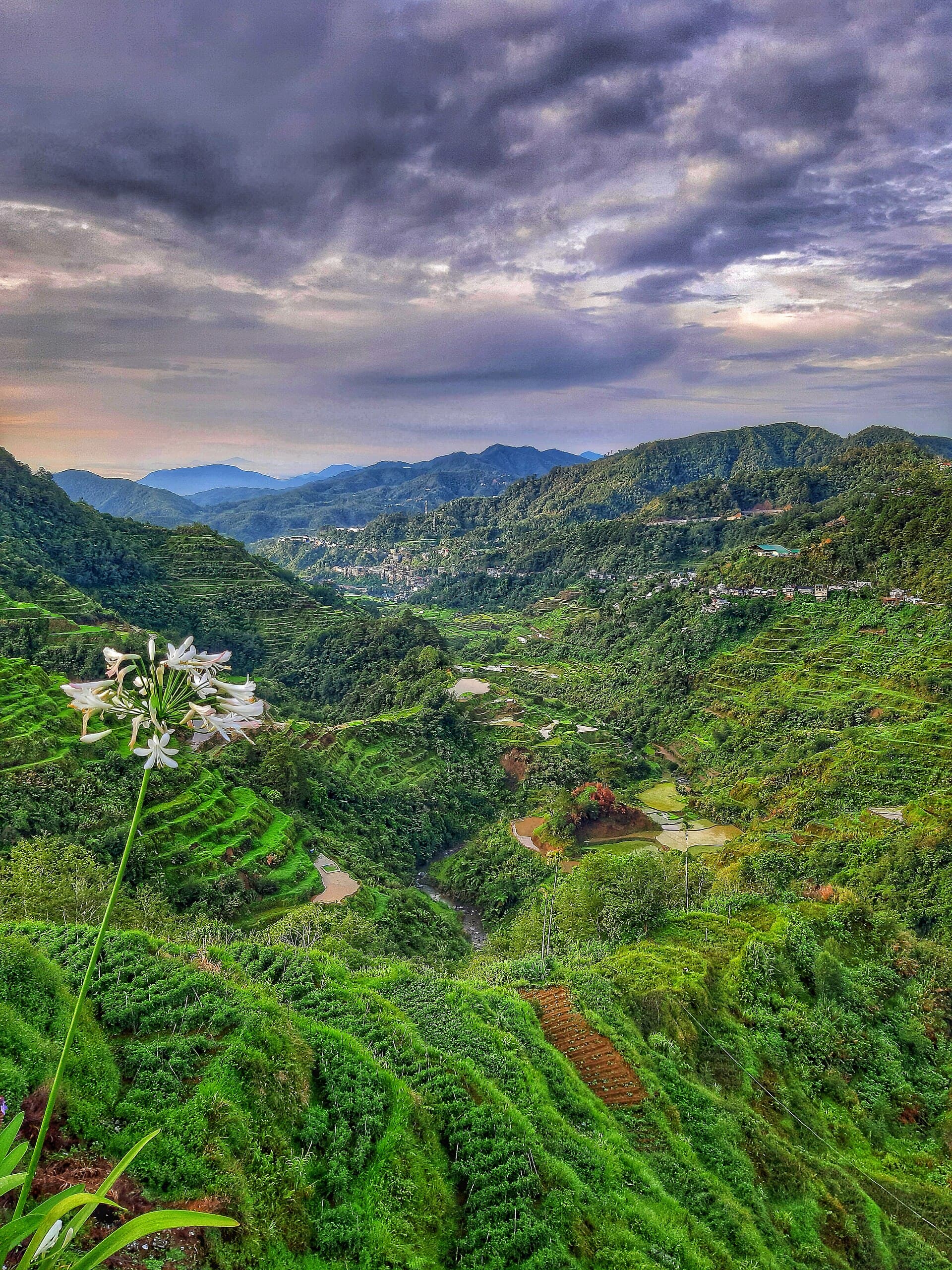 Banaue Rice Terraces