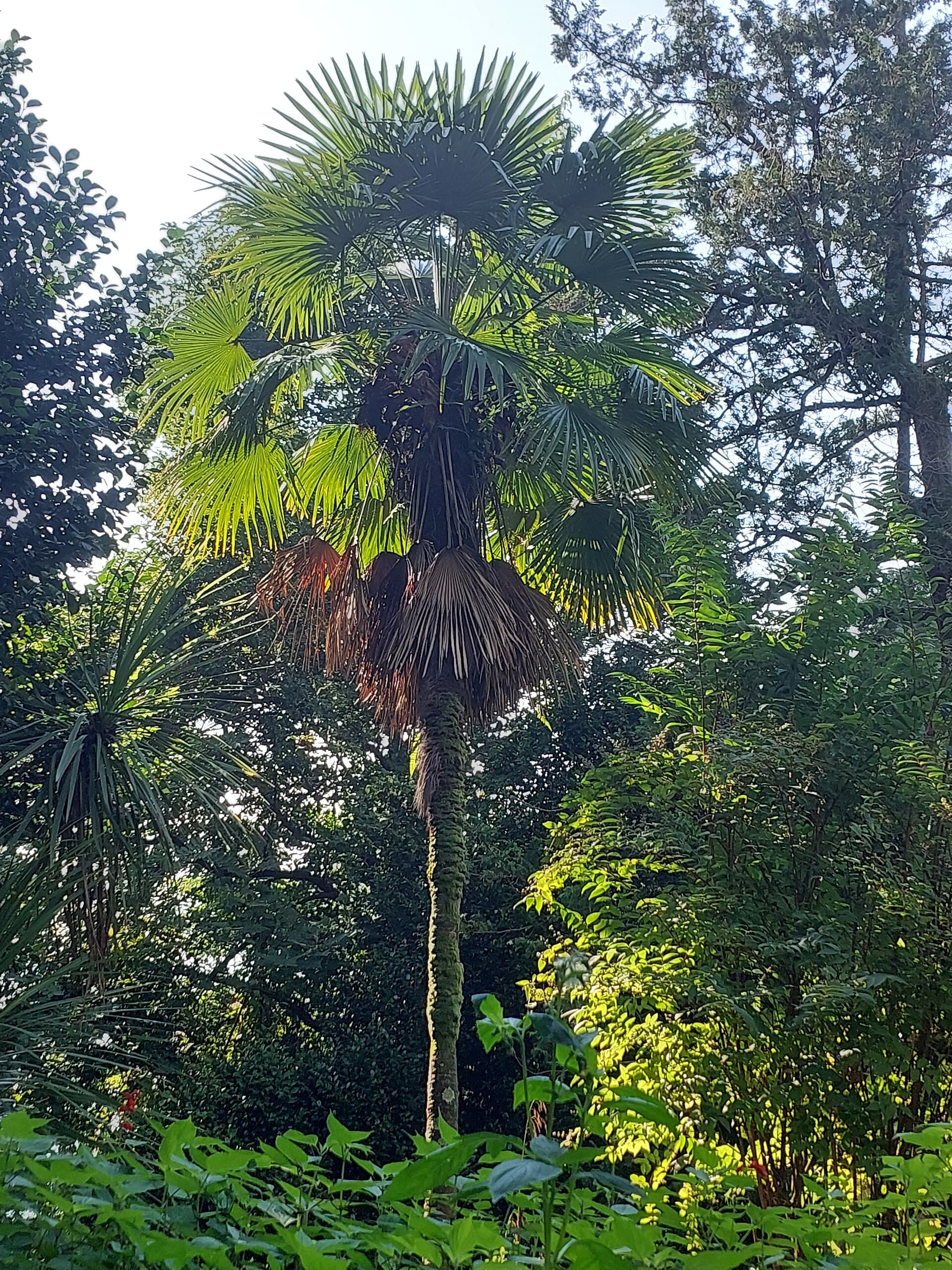 Batumi Botanical Garden