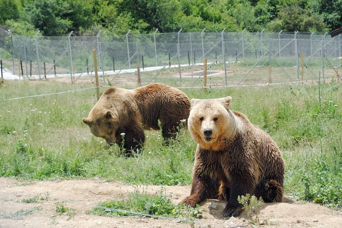 Bear Sanctuary