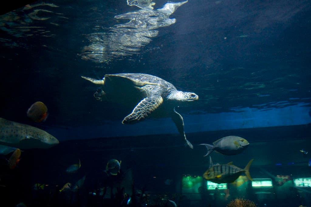 Beijing Aquarium