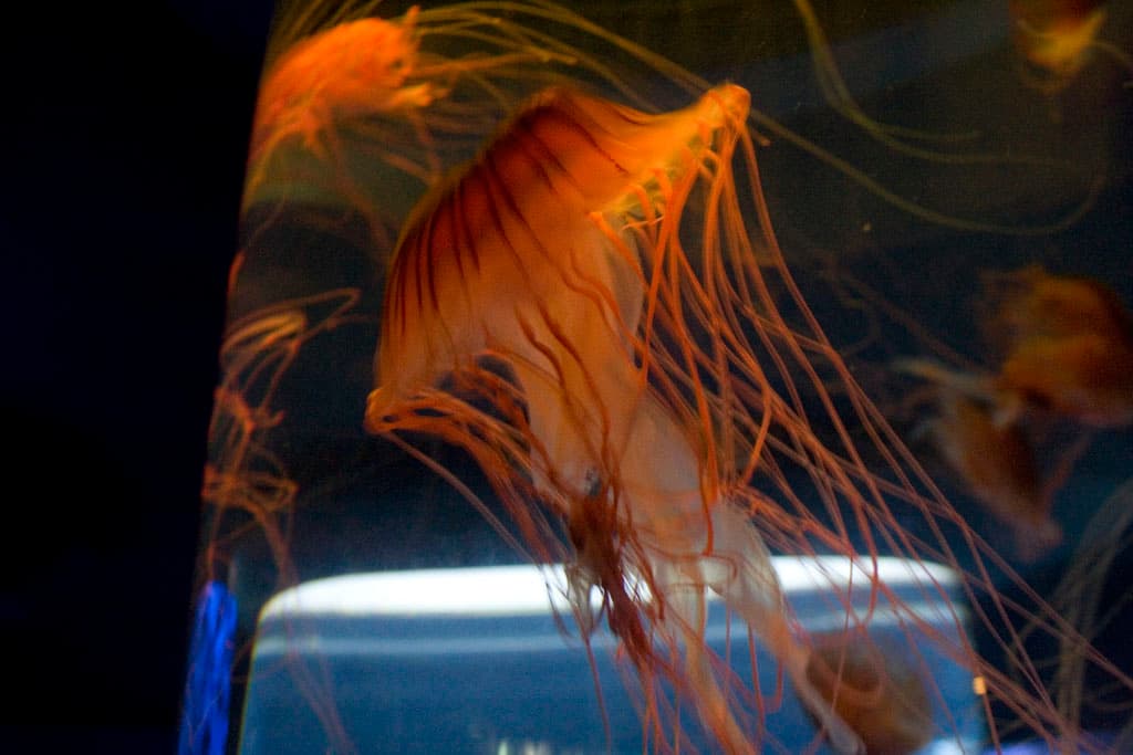 Beijing Aquarium