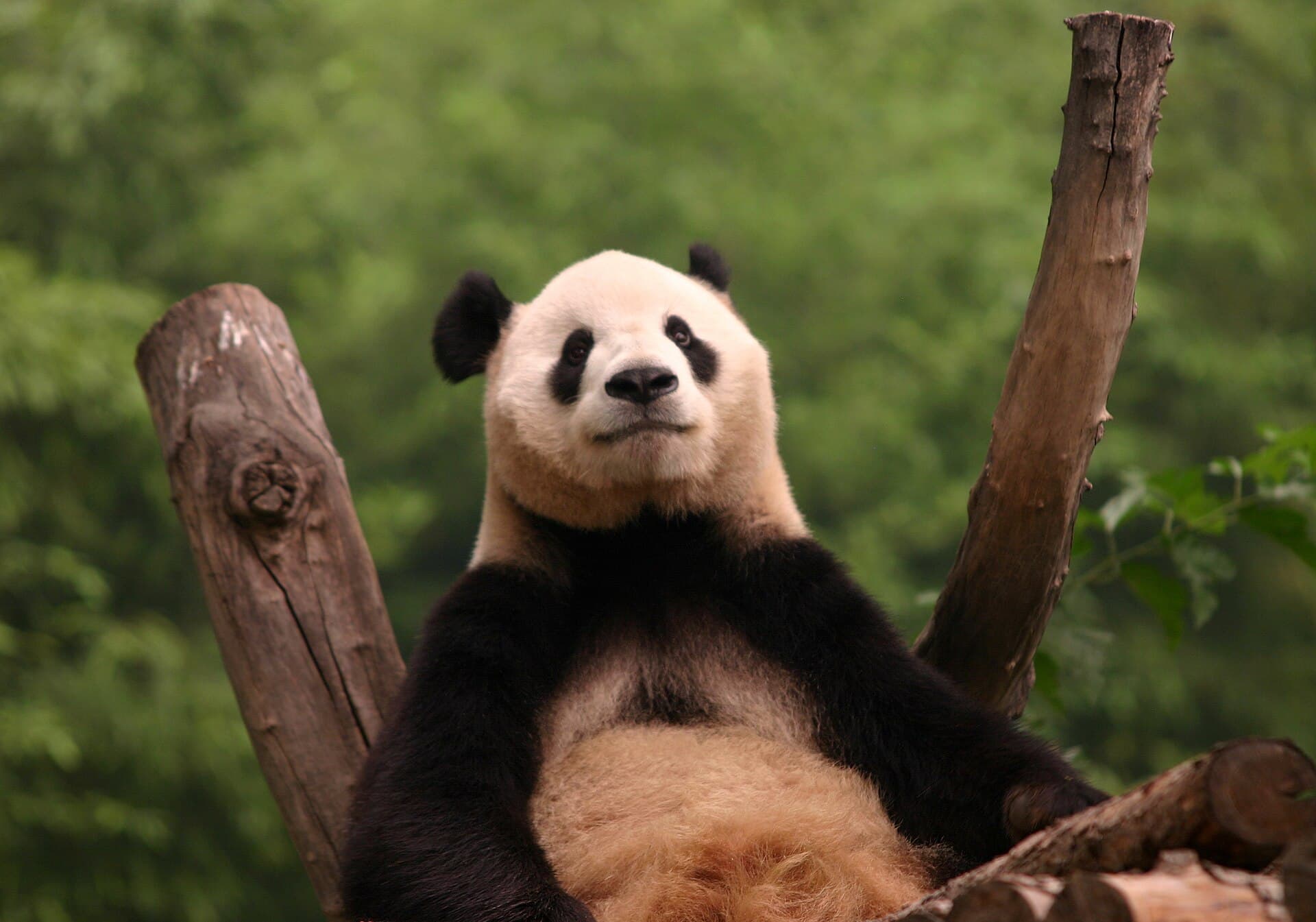 Beijing Zoo