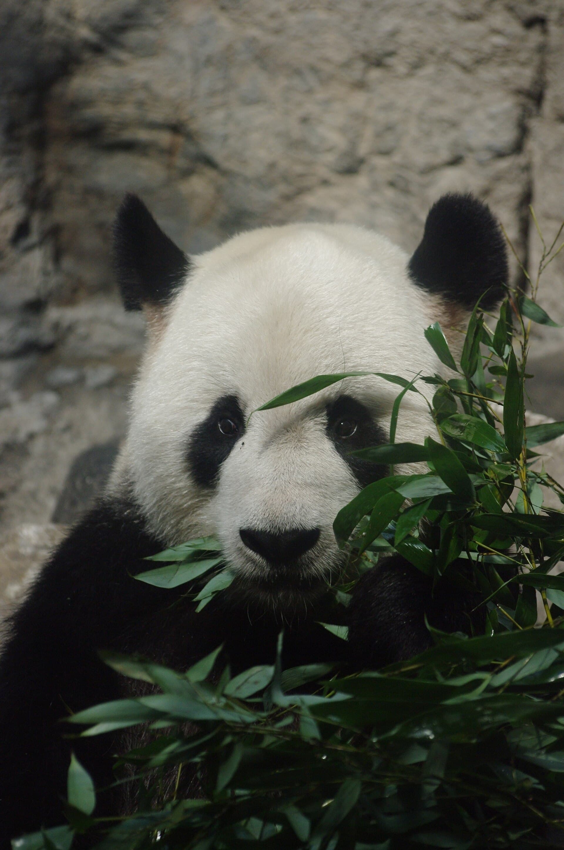 Beijing Zoo